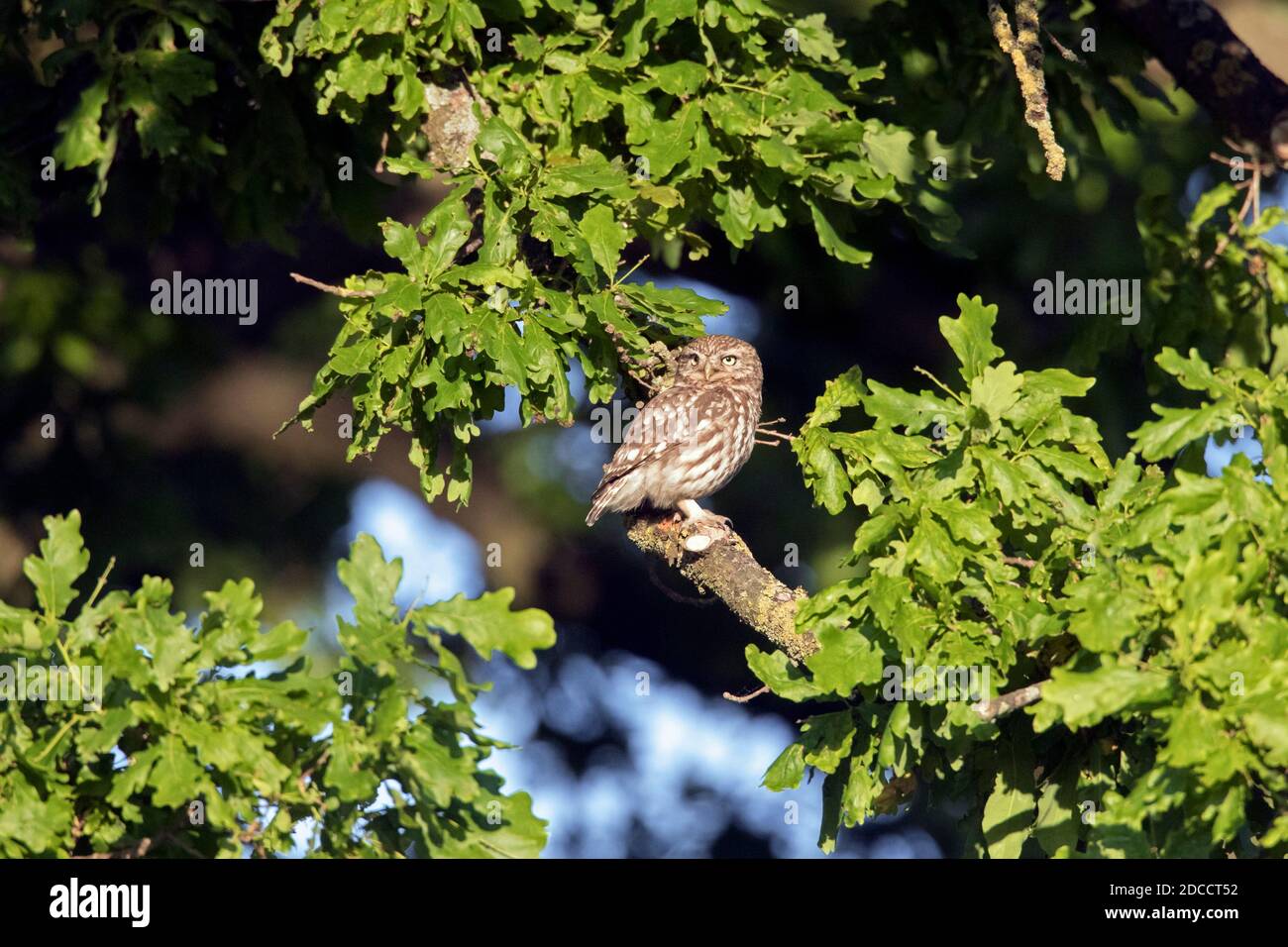 Kleine Eule (Athene noctua) Im Frühling in englischer Eiche Stockfoto