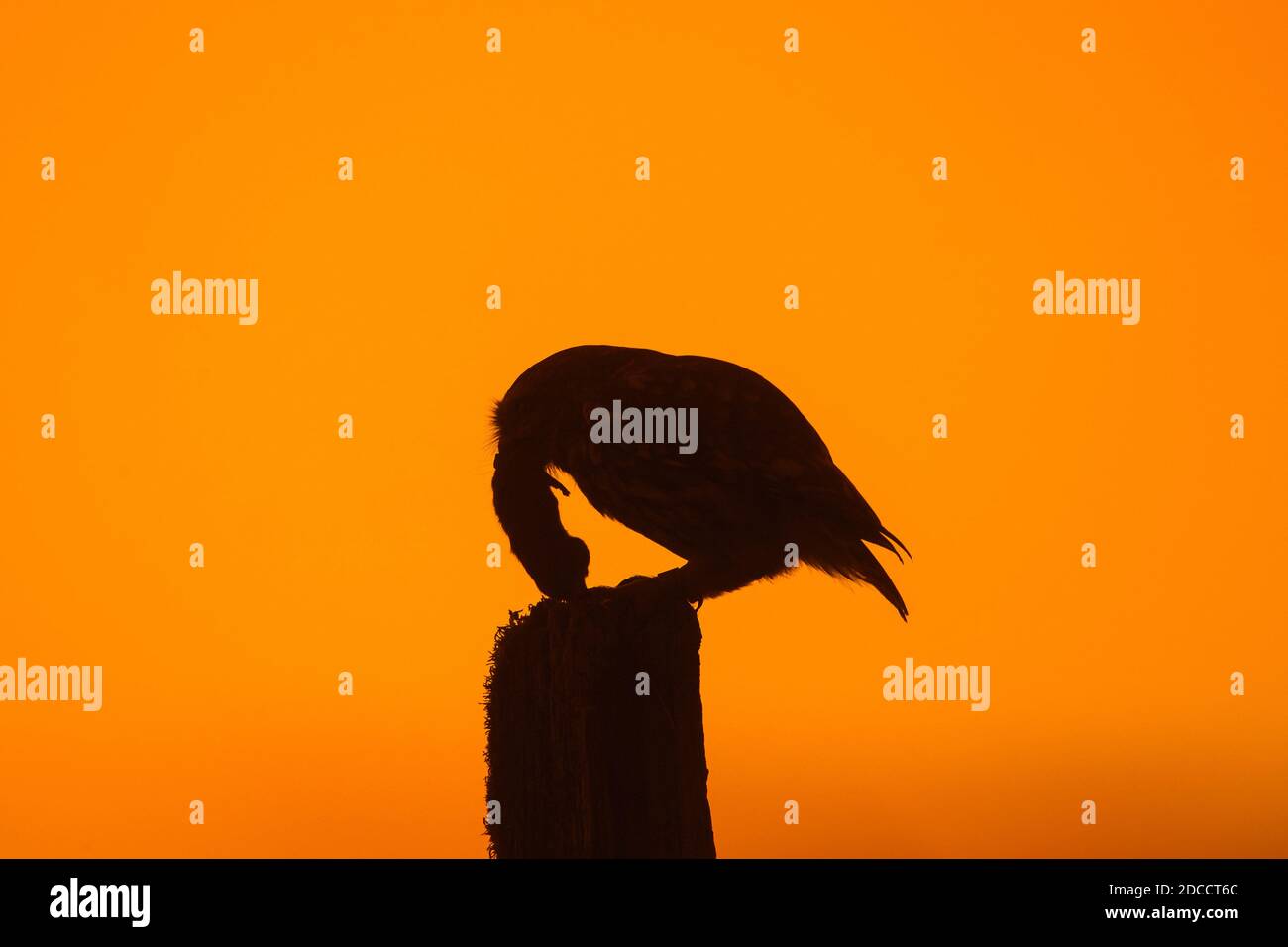 Kleine Eule (Athene noctua) Mit gefangener Maus Beute auf Zaunpfosten entlang Wiese thront Silhouetten gegen Sonnenuntergang Stockfoto