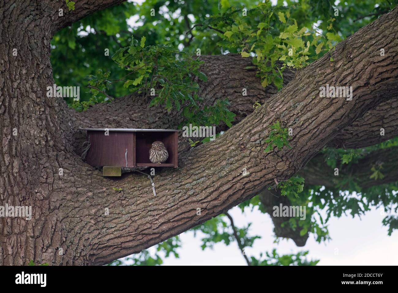 Kleine Eule (Athene noctua) Sitzen am Eingang von hölzernen Nistkasten / Nistkasten in Eiche Stockfoto