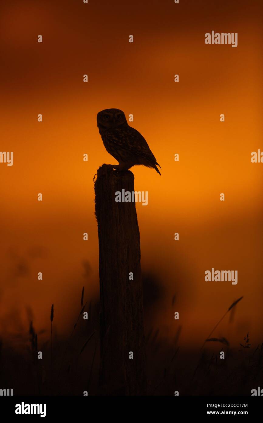 Kleine Eule (Athene noctua) Mit gefangener Maus Beute auf Zaunpfosten entlang Wiese thront Silhouetten gegen Sonnenuntergang Stockfoto