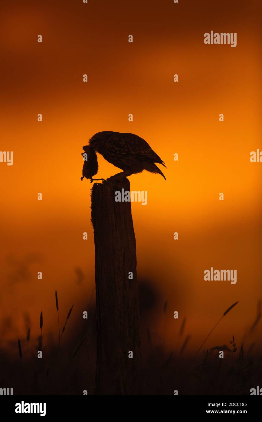 Kleine Eule (Athene noctua) Mit gefangener Maus Beute auf Zaunpfosten entlang Wiese thront Silhouetten gegen Sonnenuntergang Stockfoto