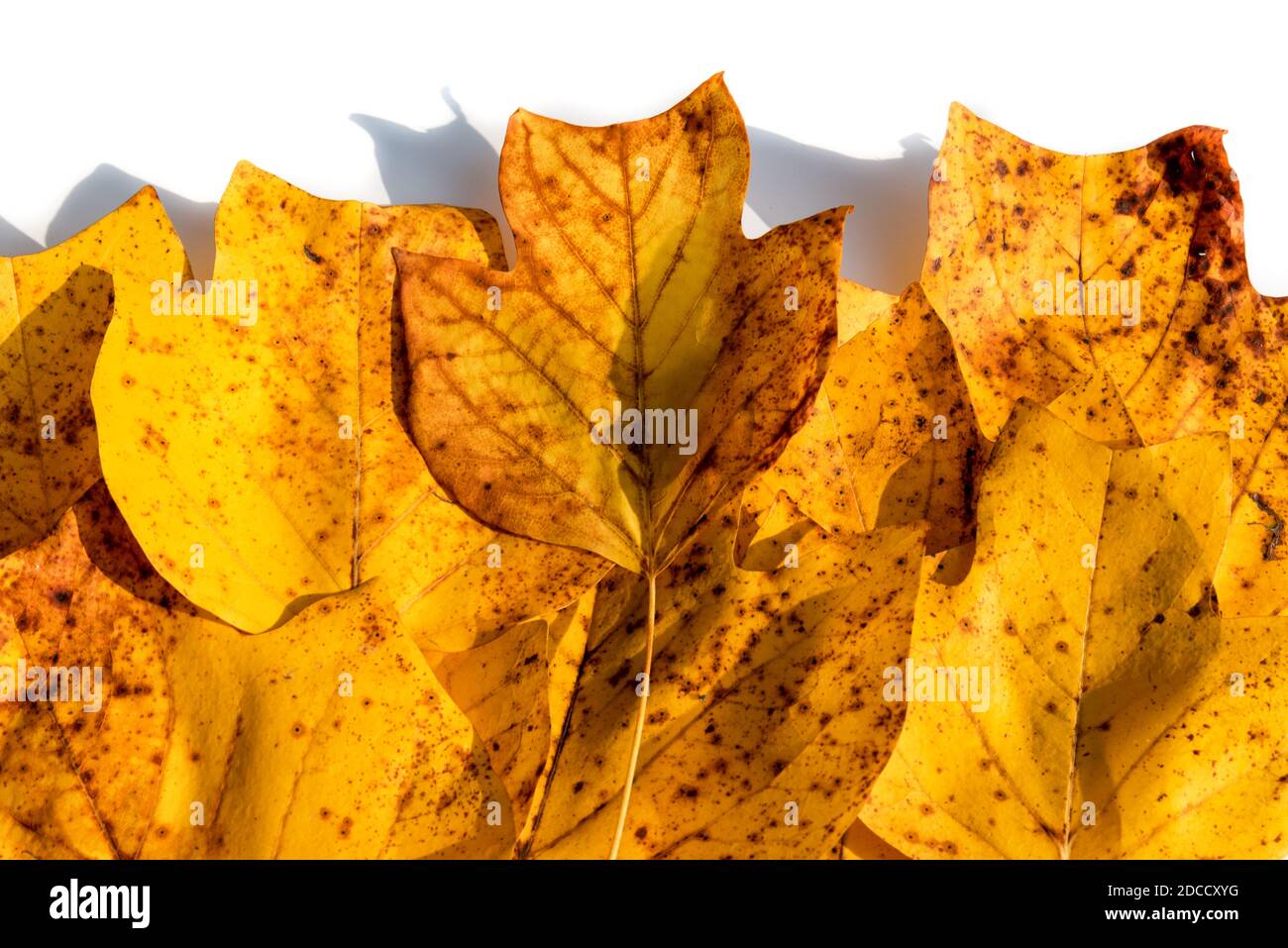 Herbstkomposition - Hintergrund der gelben Herbst trockenen Blätter der Tulpe Baum, über weißem Hintergrund. Draufsicht.Text Raum Stockfoto