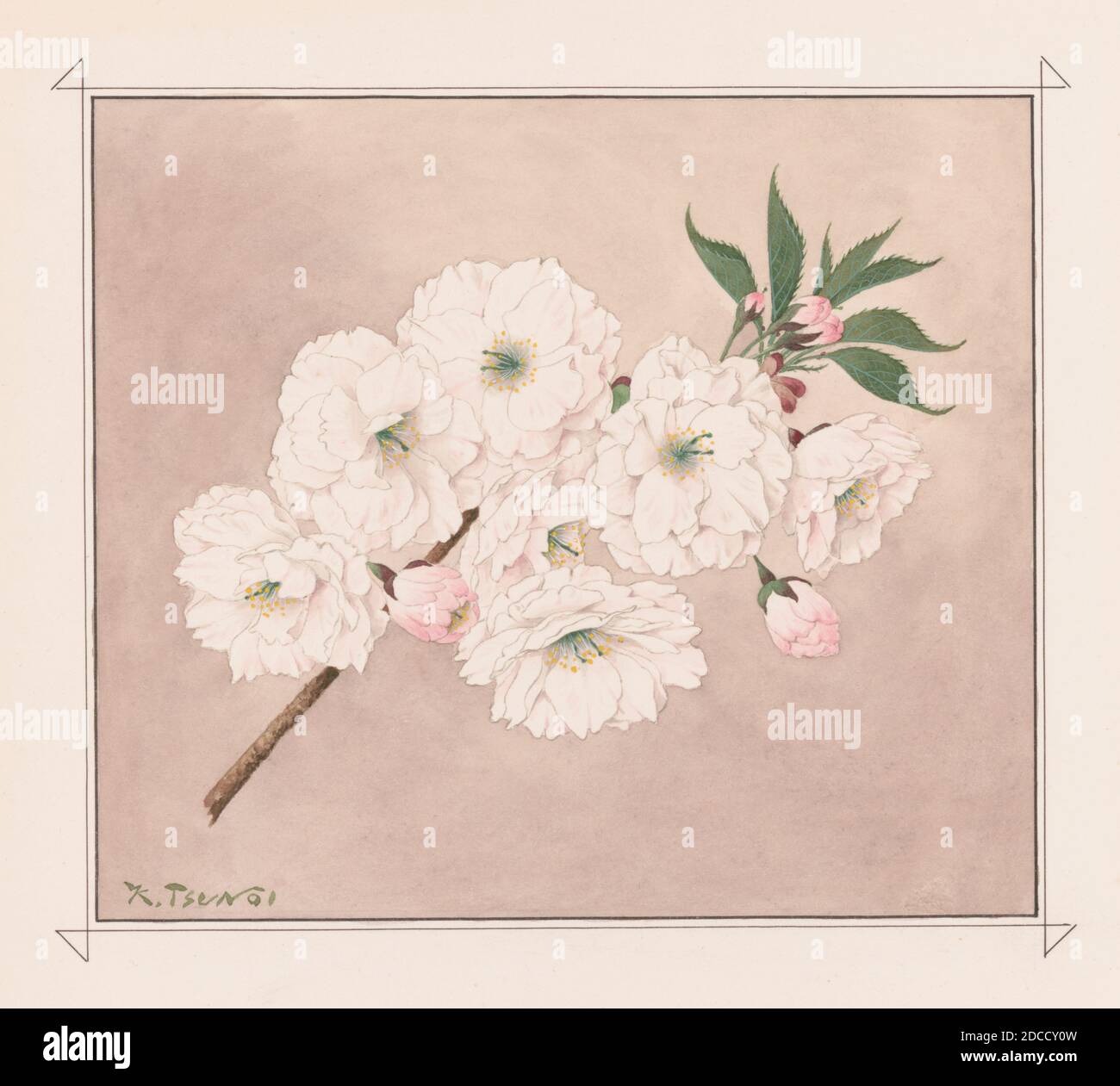 Ichiyo, Einblättrige Kirschblüten Stockfoto