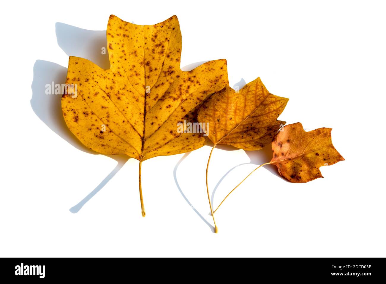 Herbstzusammensetzung - gelbe Herbst trockene Blätter des Tulpenbaums, drei Blätter im Maßstab von klein bis groß auf weißem Hintergrund. Draufsicht Stockfoto