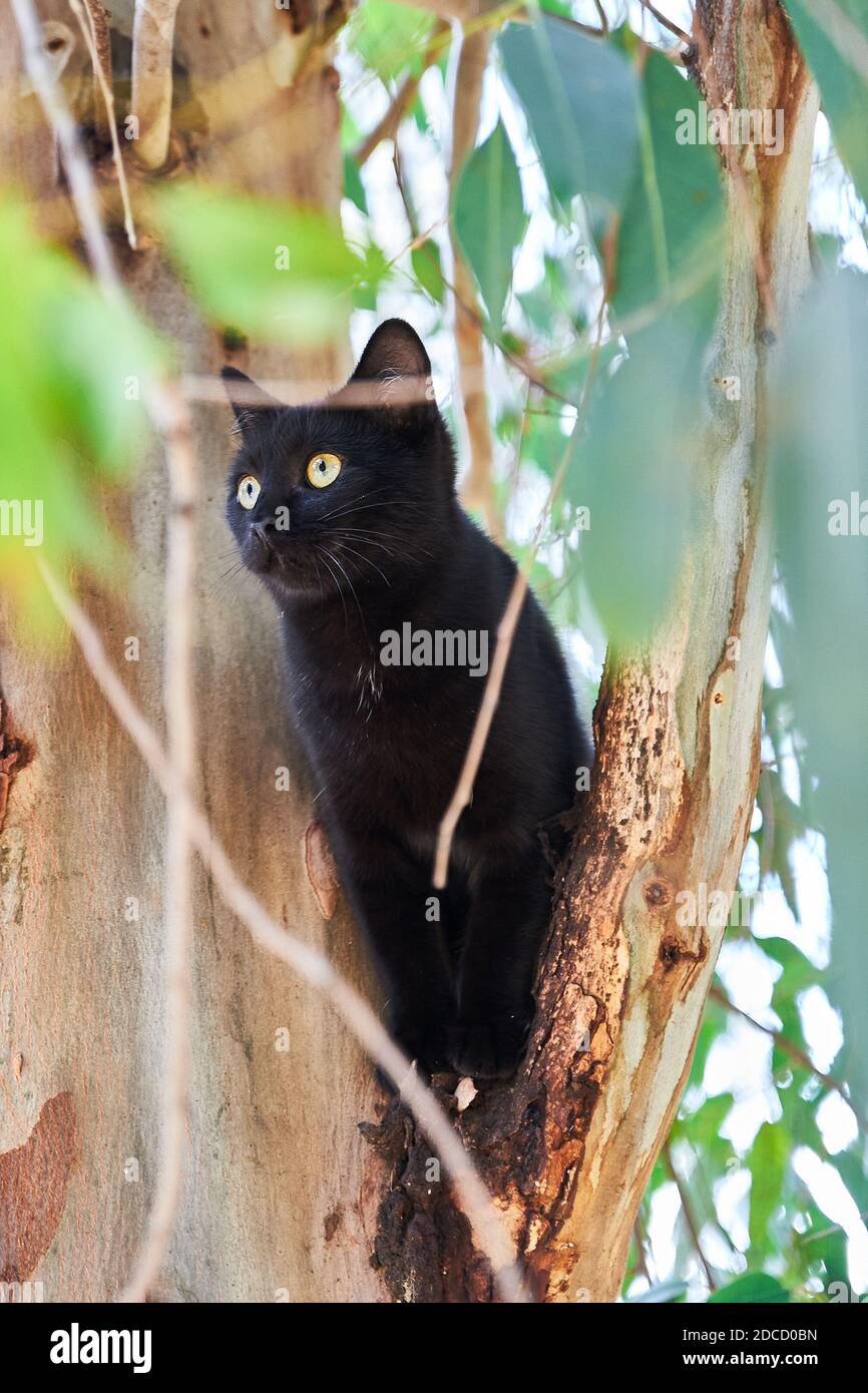 Fotografie einer Katze Stockfoto