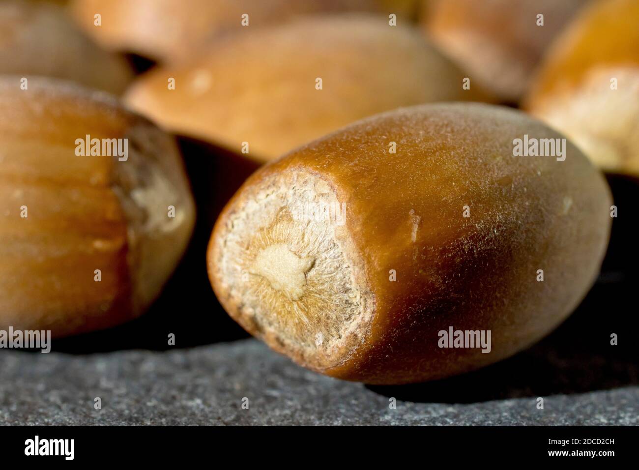 Nahaufnahme eines Stilllebens mit einer Eichel, der Frucht der Eiche (Quercus). Stockfoto