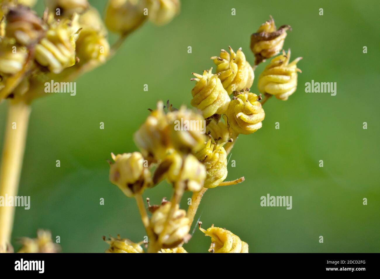 Mädesüß (filipendula ulmaria), Nahaufnahme der gewellten und verdrehten Samenkapseln oder Früchte der Pflanze. Stockfoto