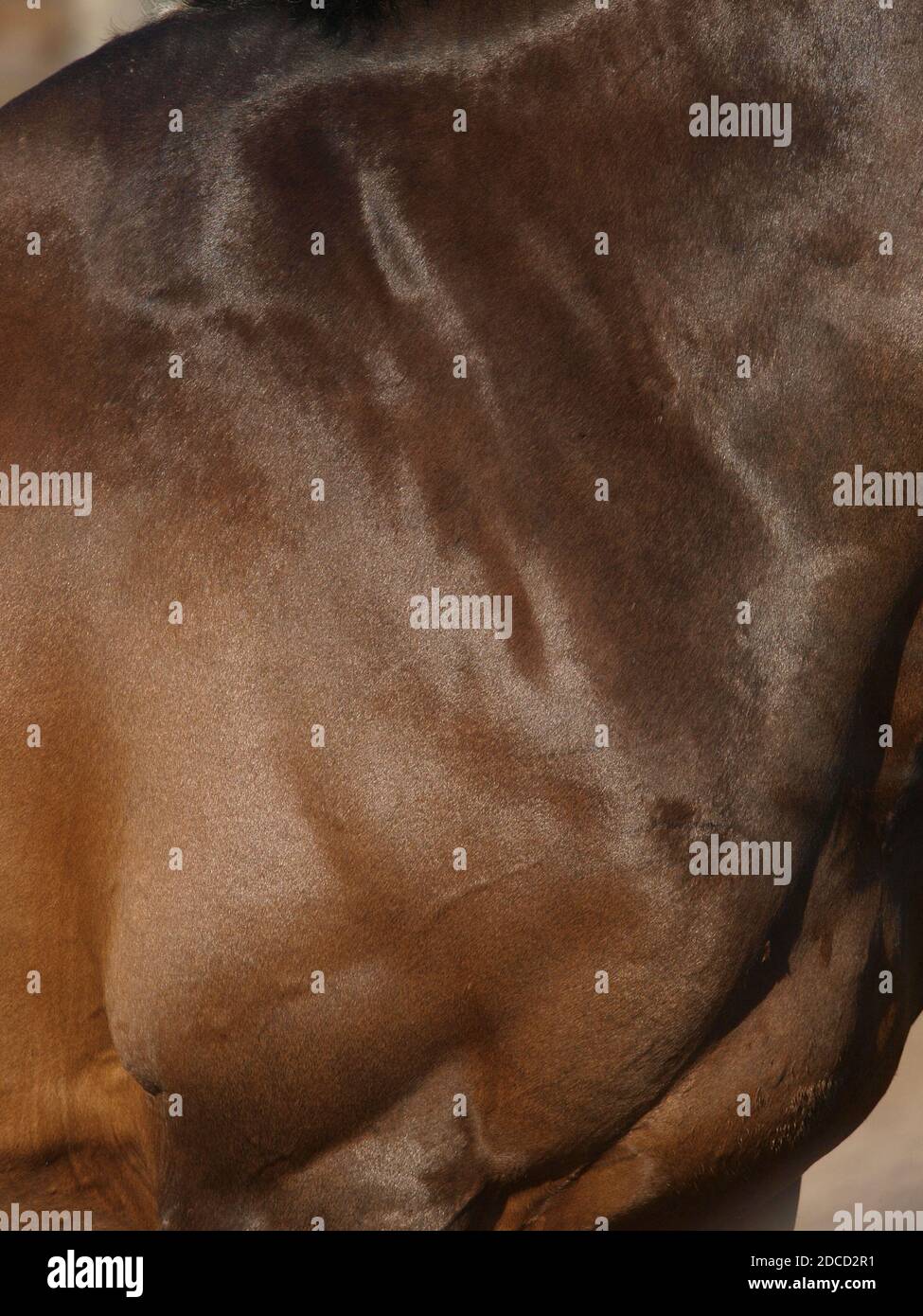 Eine Zusammenfassung der Seite eines Pferdes, die einen gesunden Glanz auf seinem Fell und Zustand zeigt. Stockfoto