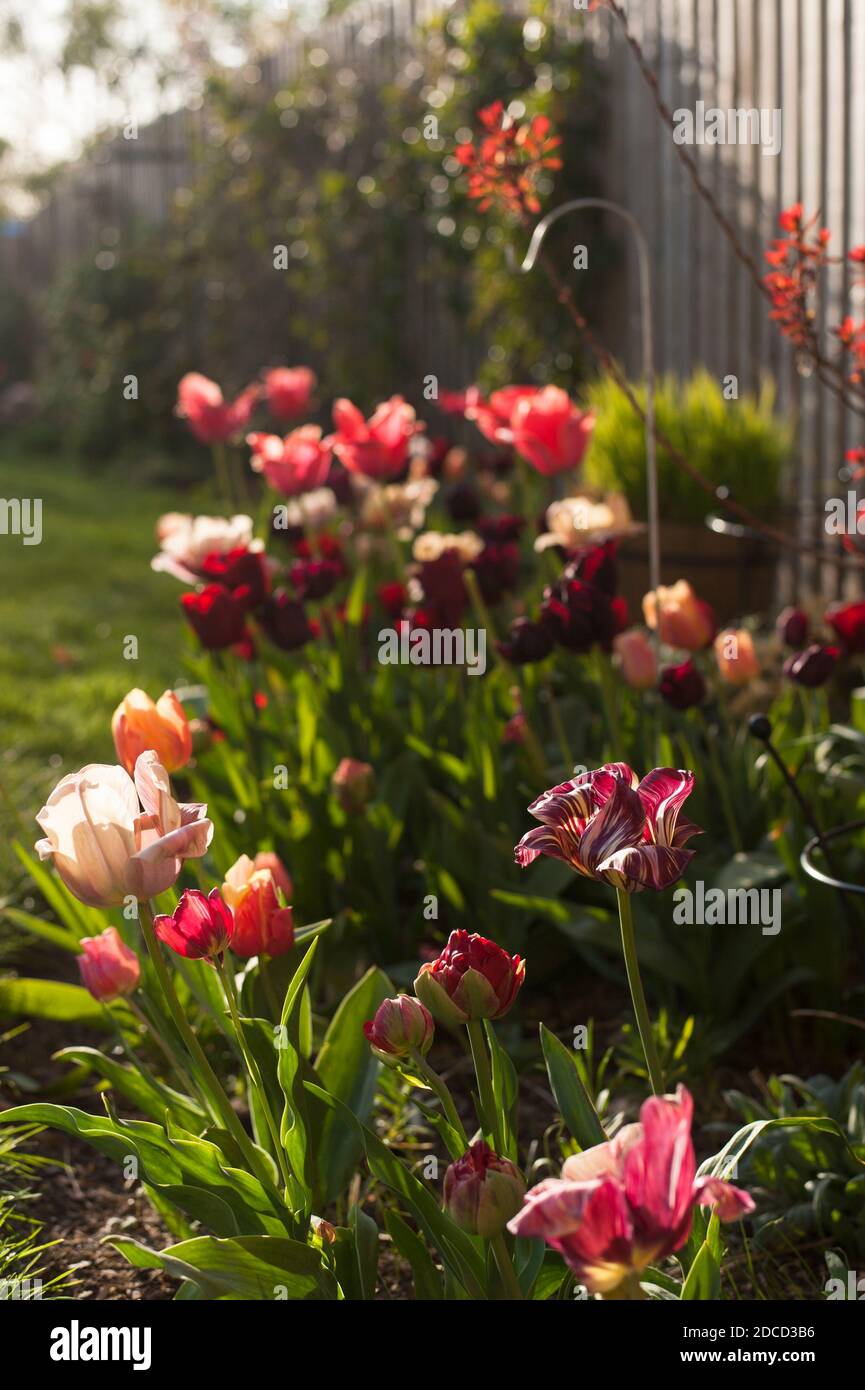 Gemischter Frühling Tulpenrand in Blüte in der Abendsonne Stockfoto