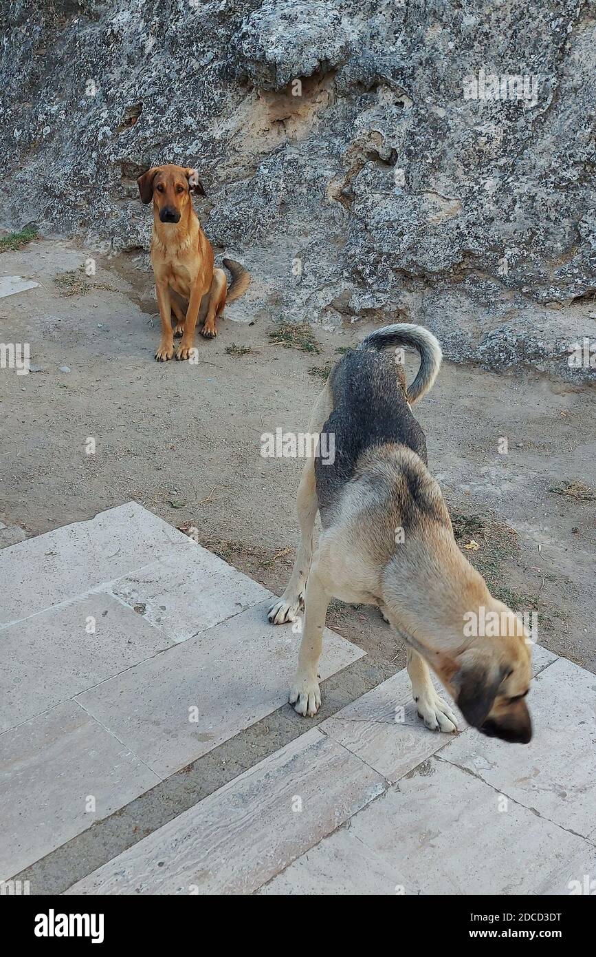 Zwei heimatlose hungrige Hunde in der Türkei. Stockfoto