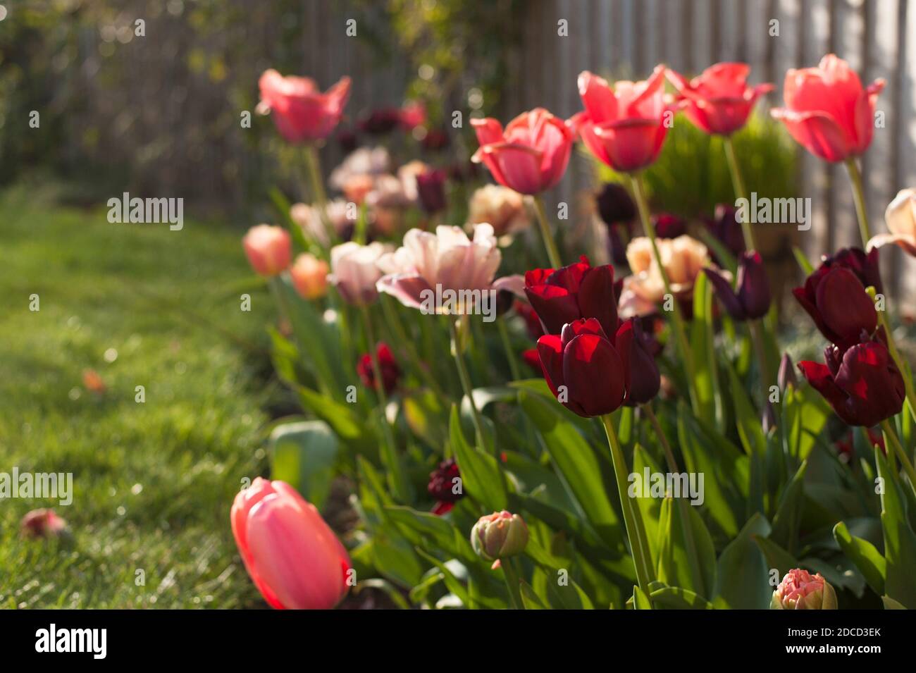 Tulipa ‘National Velvet’ in einem gemischten Rand von Tulpen in Feder Stockfoto