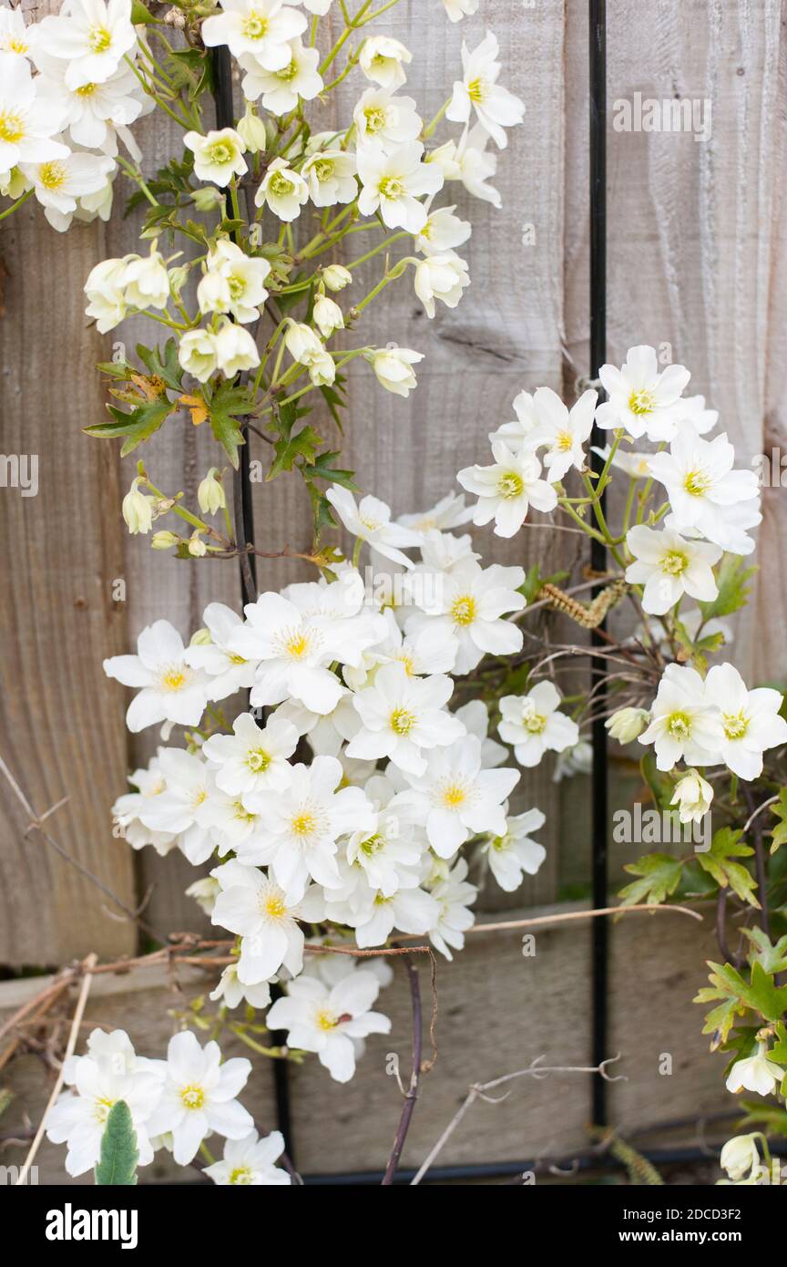 Clematis cartmanii ‘Avalanche’ in Blüte im Frühjahr Stockfoto