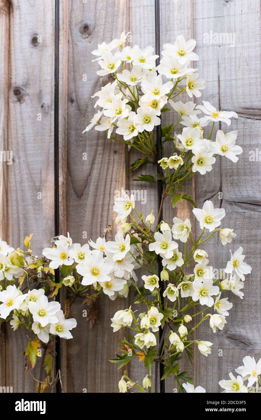 Clematis cartmanii ‘Avalanche’ in Blüte im Frühjahr Stockfoto