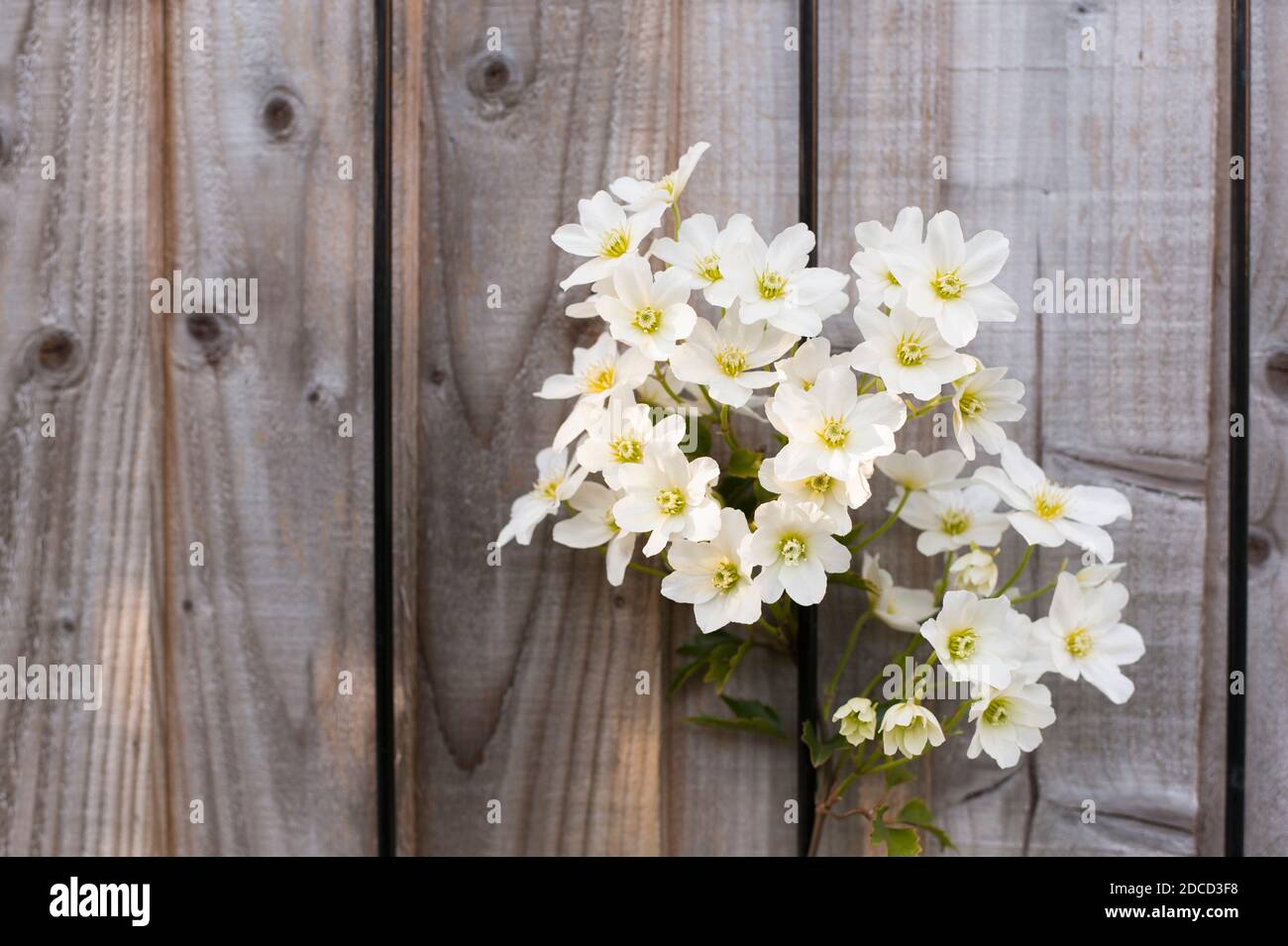 Clematis cartmanii ‘Avalanche’ in Blüte im Frühjahr Stockfoto