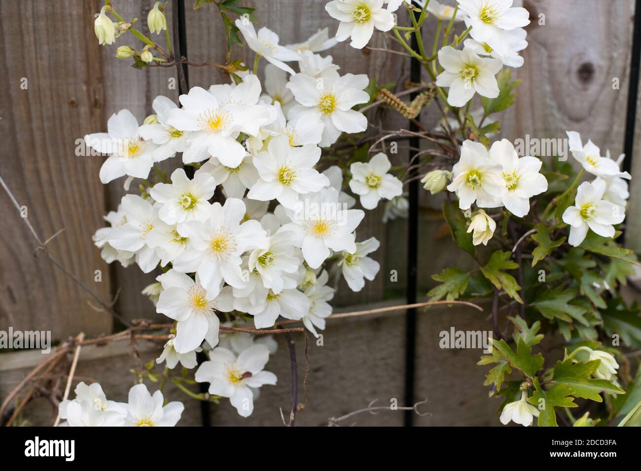Clematis cartmanii ‘Avalanche’ in Blüte im Frühjahr Stockfoto