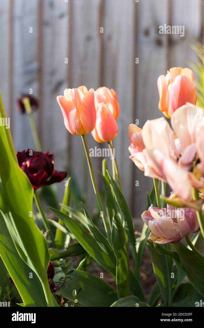 Tulipa 'Aprikoseneindruck' in Blüte Stockfoto