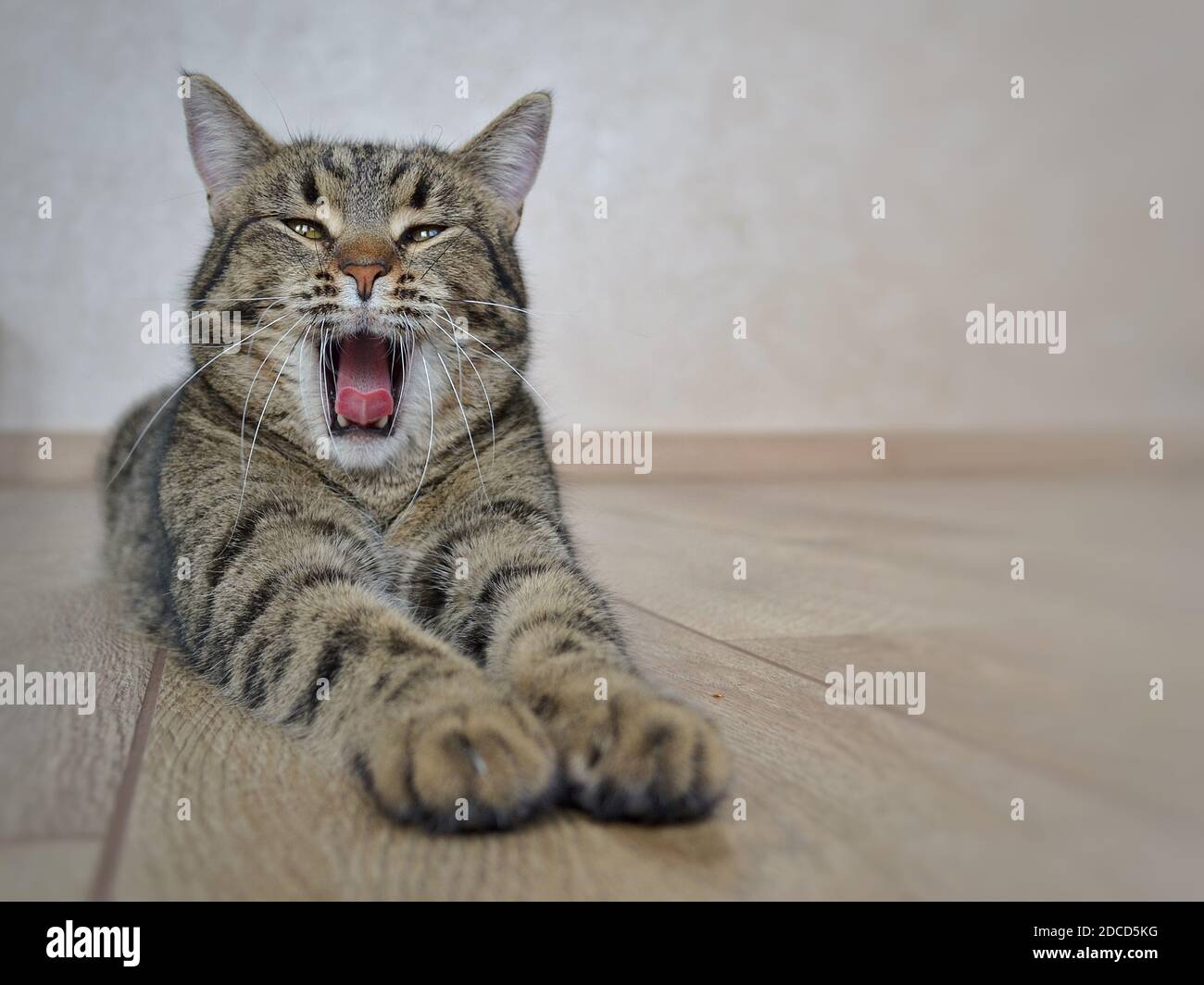 Grau gestromte Katze gähnt vor der Kamera liegen. Stockfoto