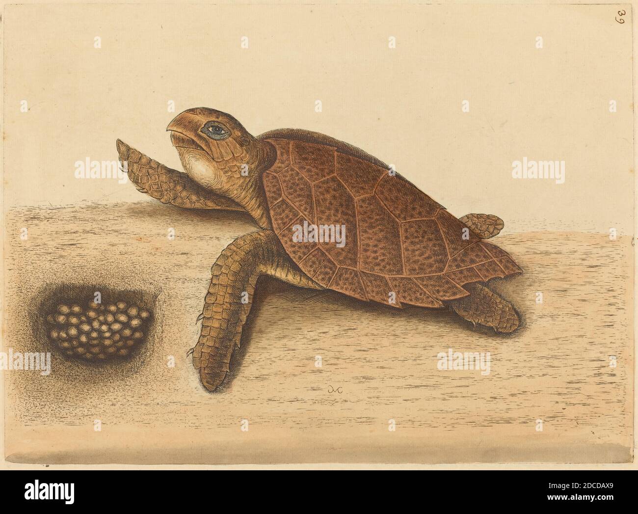 Mark Catesby, (Künstler), Englisch, 1679 - 1749, The Hawks-Bill Turtle (Testudo caretta), erschienen 1731-1743, handkolorierter Stich auf gebetteltem Papier, Platte: 25.7 x 35.2 cm (10 1/8 x 13 7/8 Zoll), Blatt: 38.1 x 54.1 cm (15 x 21 5/16 Zoll Stockfoto