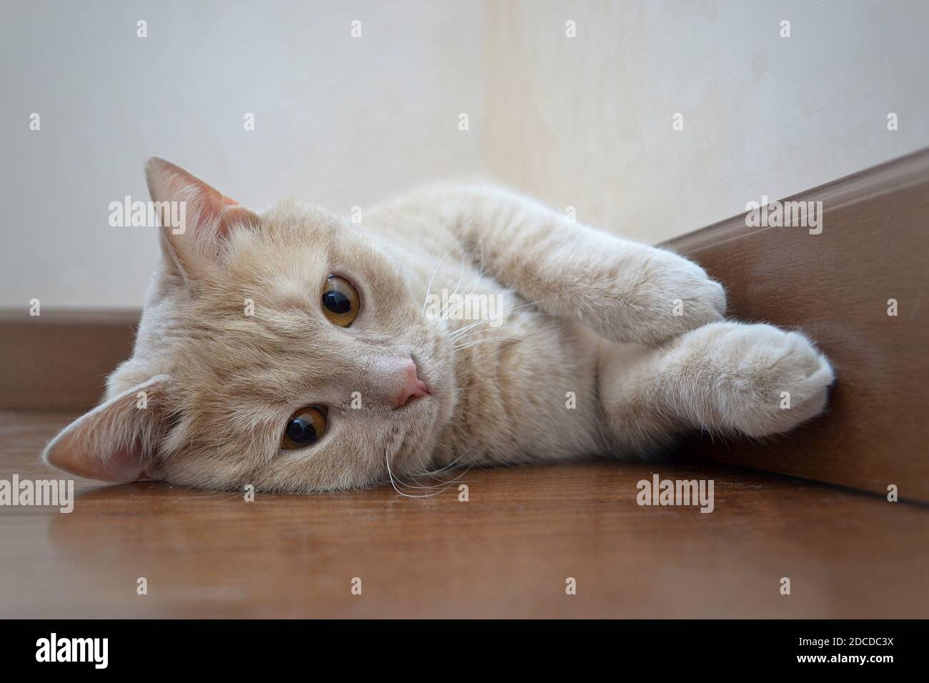 Eine pfirsichfarbene Katze mit bernsteinfarbenen Augen liegt auf dem Boden Stockfoto