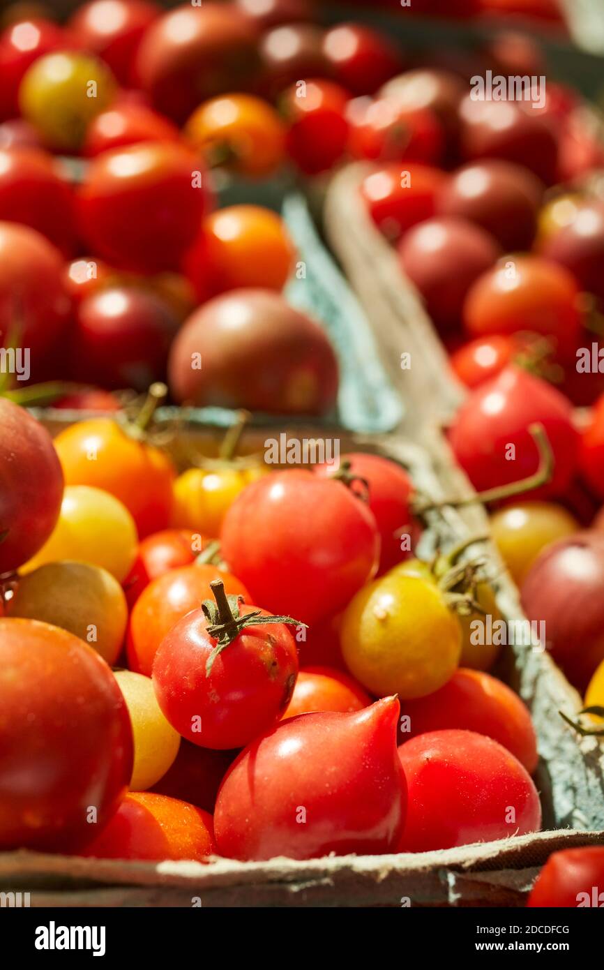 Frische, reife Tomaten auf einem Bauernmarkt in der Finger Lakes-Region des Staates New York. Stockfoto