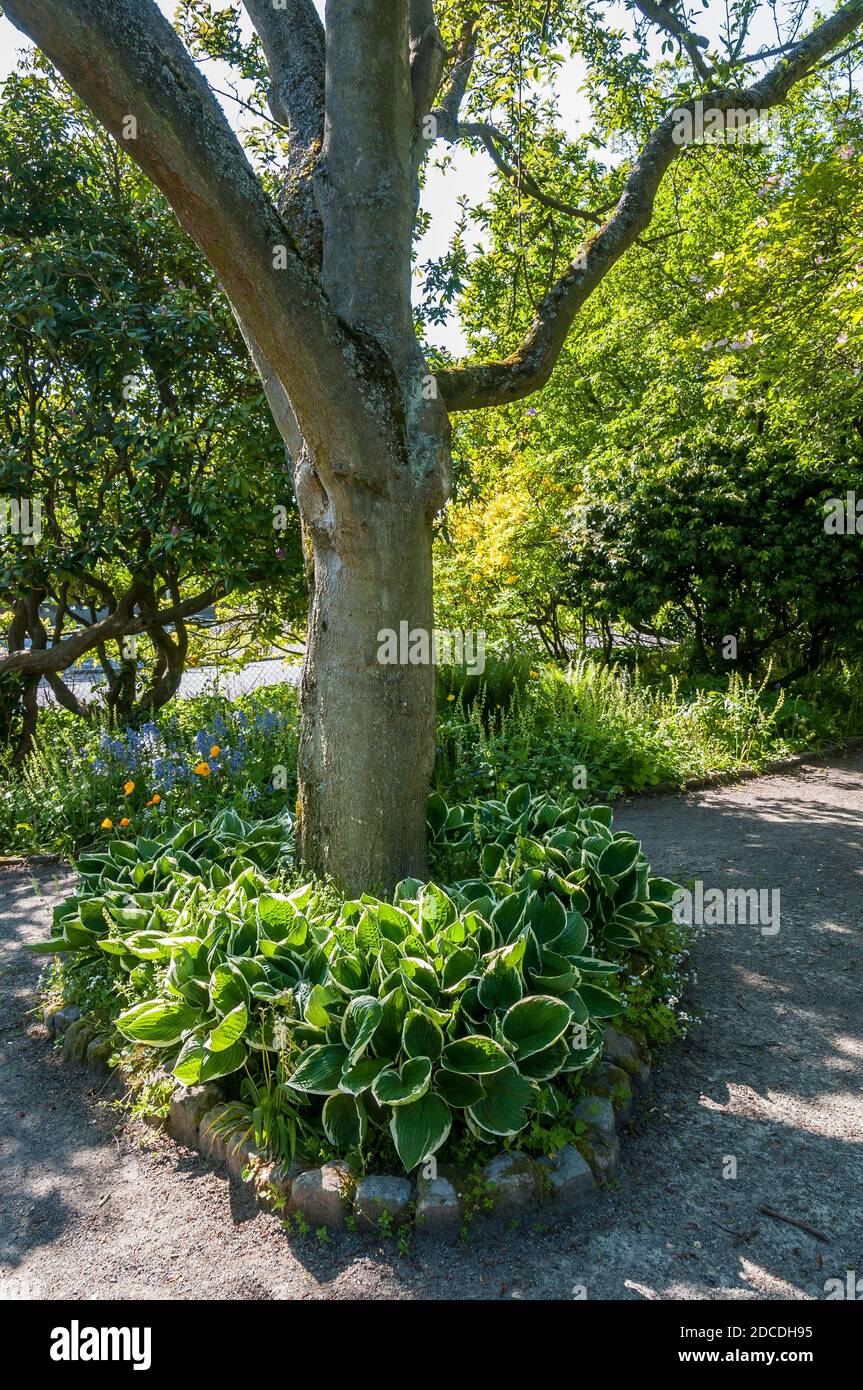 Ein Baum umgeben von Laub auf einem Park Fußpfad in Queen Anne, Seattle, Washington. Stockfoto