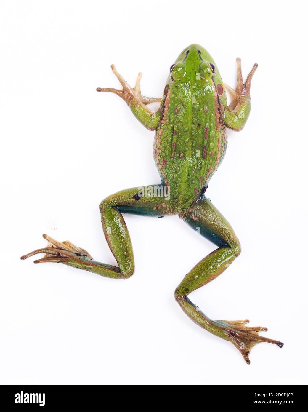 Südliche Glocke oder Knurrender Grasfrosch (Litoria raniformis) Stockfoto