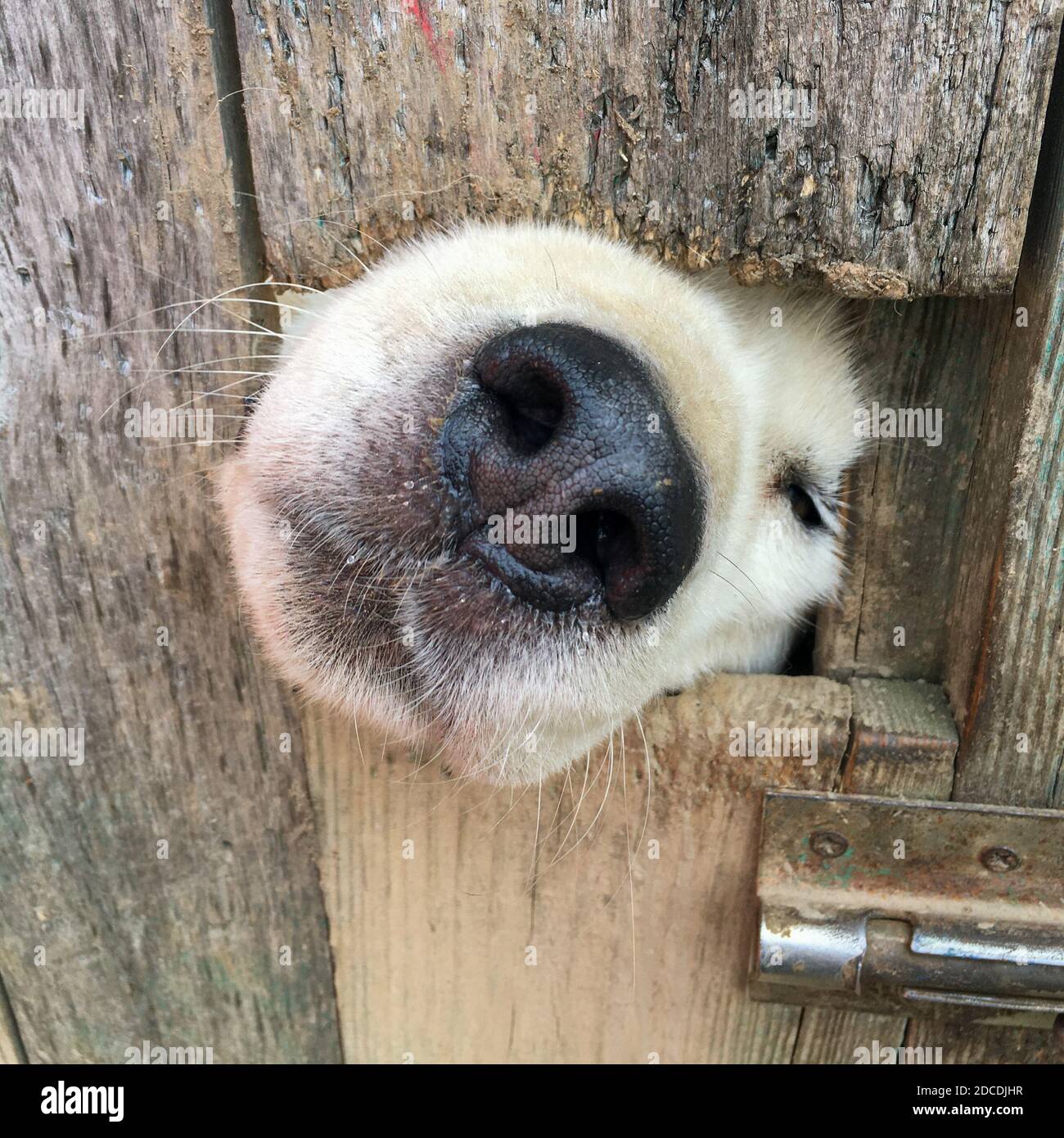 Die Nase des weißen Hundes ragt aus einem Loch in die heraus Zaun Stockfoto