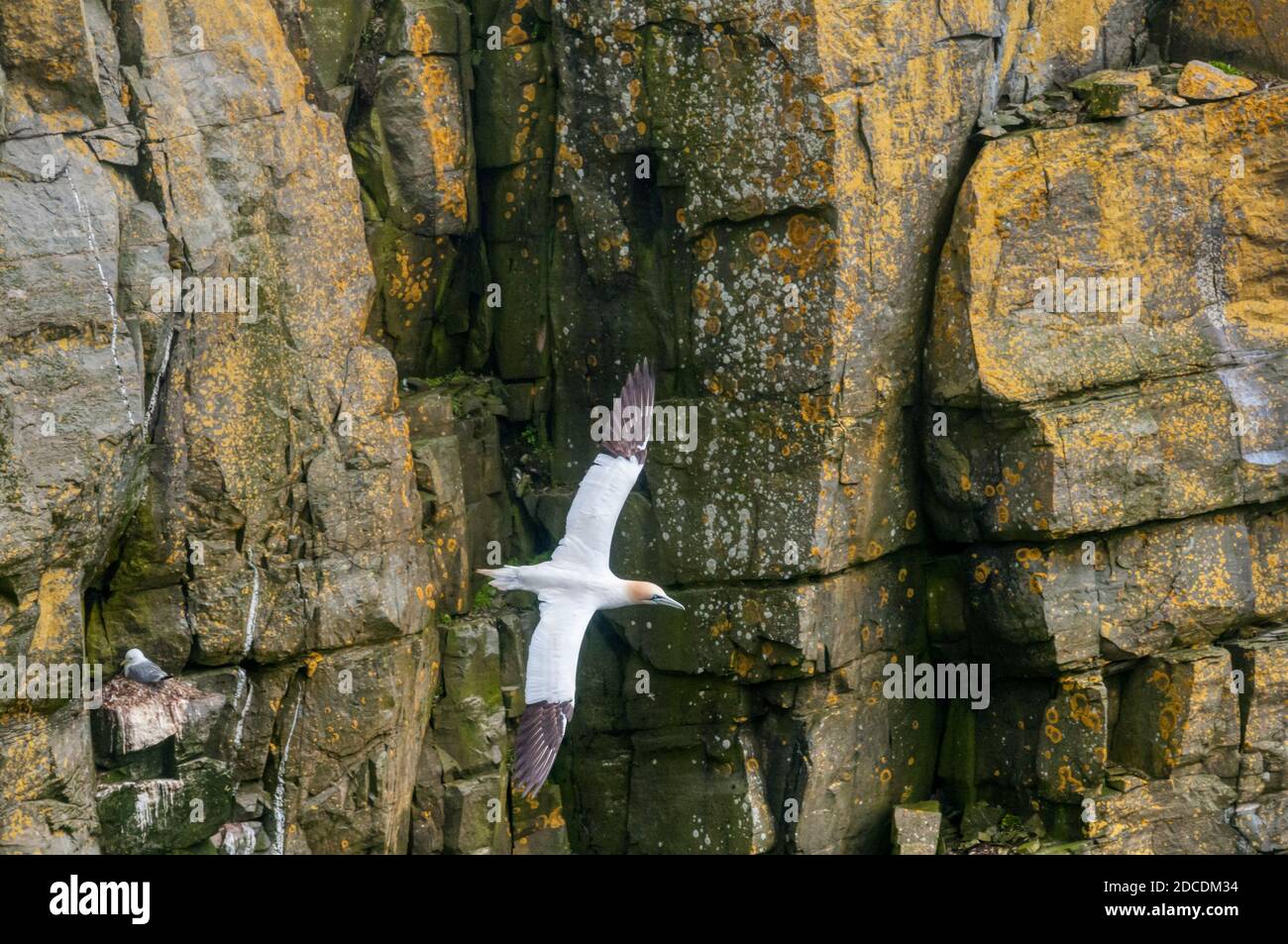 Eine nördliche Gannette, Morus bassanus, die an den Klippen an Cape St. Mary's Ecological Reserve Brutkolonie auf Neufundland vorbeifliegt. Stockfoto
