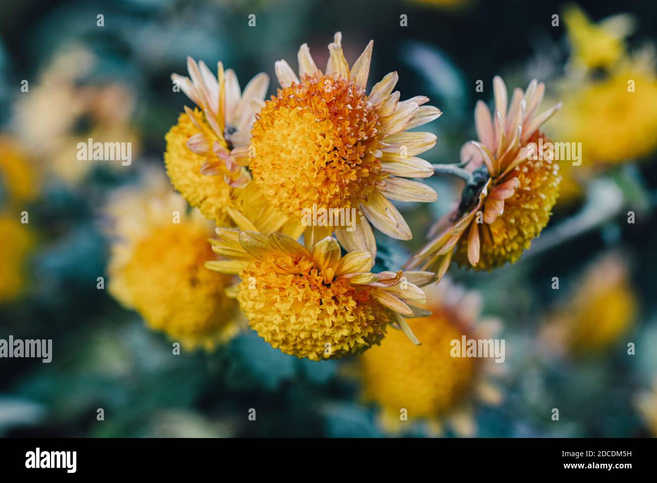 Chrysantheme gelbe Blumen im Garten Stockfoto