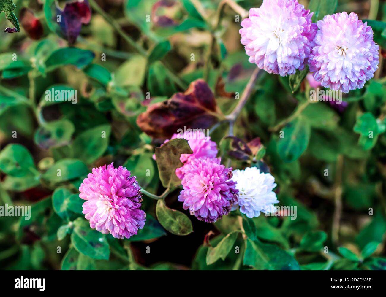 Lila Chrysantheme im Garten Stockfoto