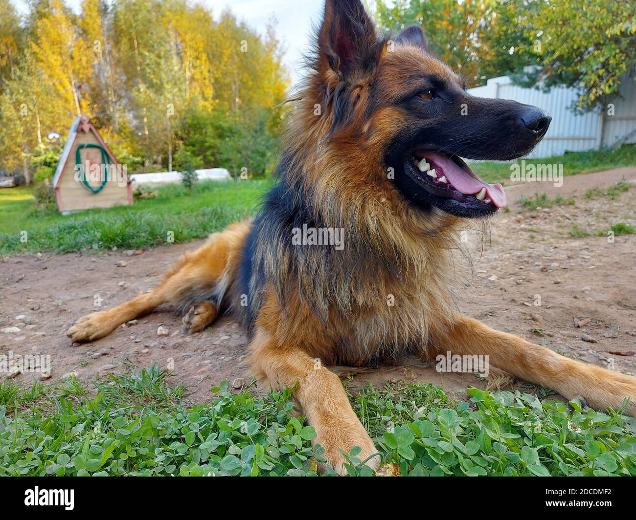 Reinrassige deutsche Schäferhund in vollem Wachstum Stockfotografie - Alamy