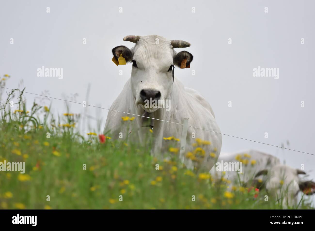 Piemontesische Rasse Kühe weiden ligurischen Apenninen. Stockfoto