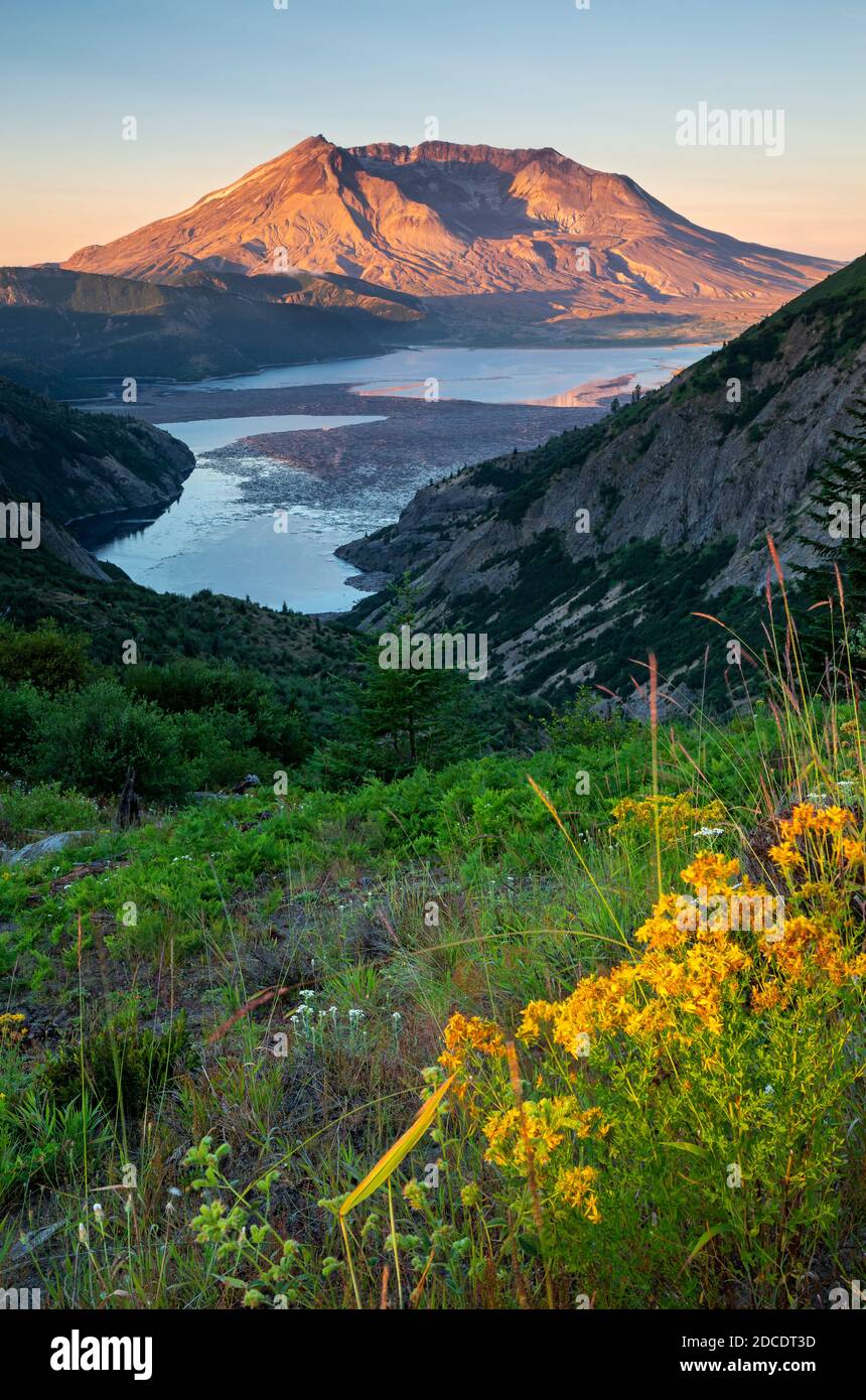 WA18328-00...WASHINGTON - frühmorgendlicher Blick auf Spirit Lake und Mount St. Helens vom Norway Pass, 40 Jahre bei der Eruption, in Mount St. Helens Nati Stockfoto