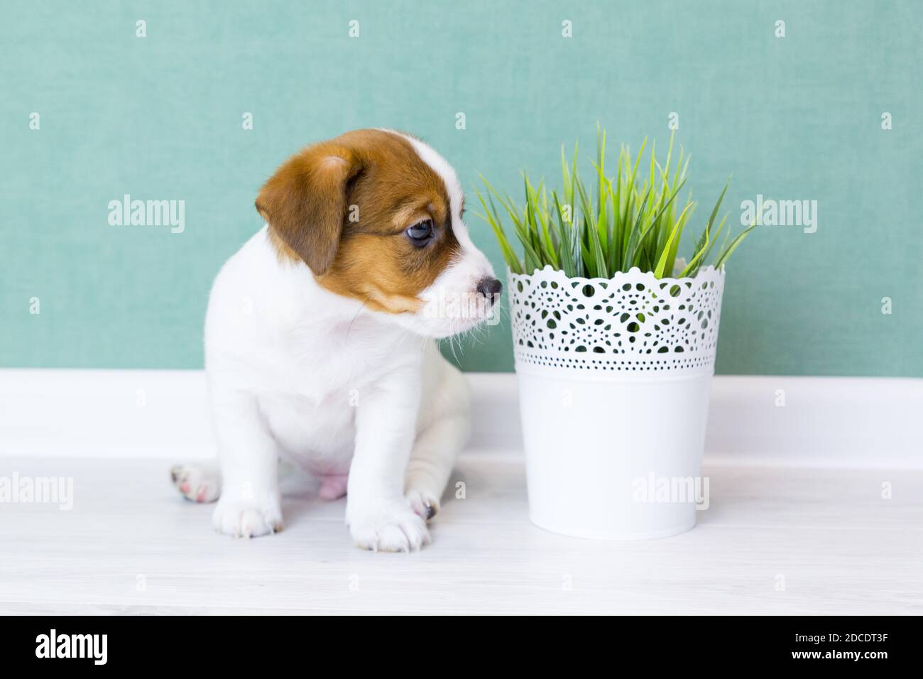 Ein schöner Welpe Jack Russell Terrier mit braunen Ohren sitzt und blickt seitlich vor den Hintergrund einer grünen Wand. Künstliche Pflanze in einem weißen Topf Stockfoto