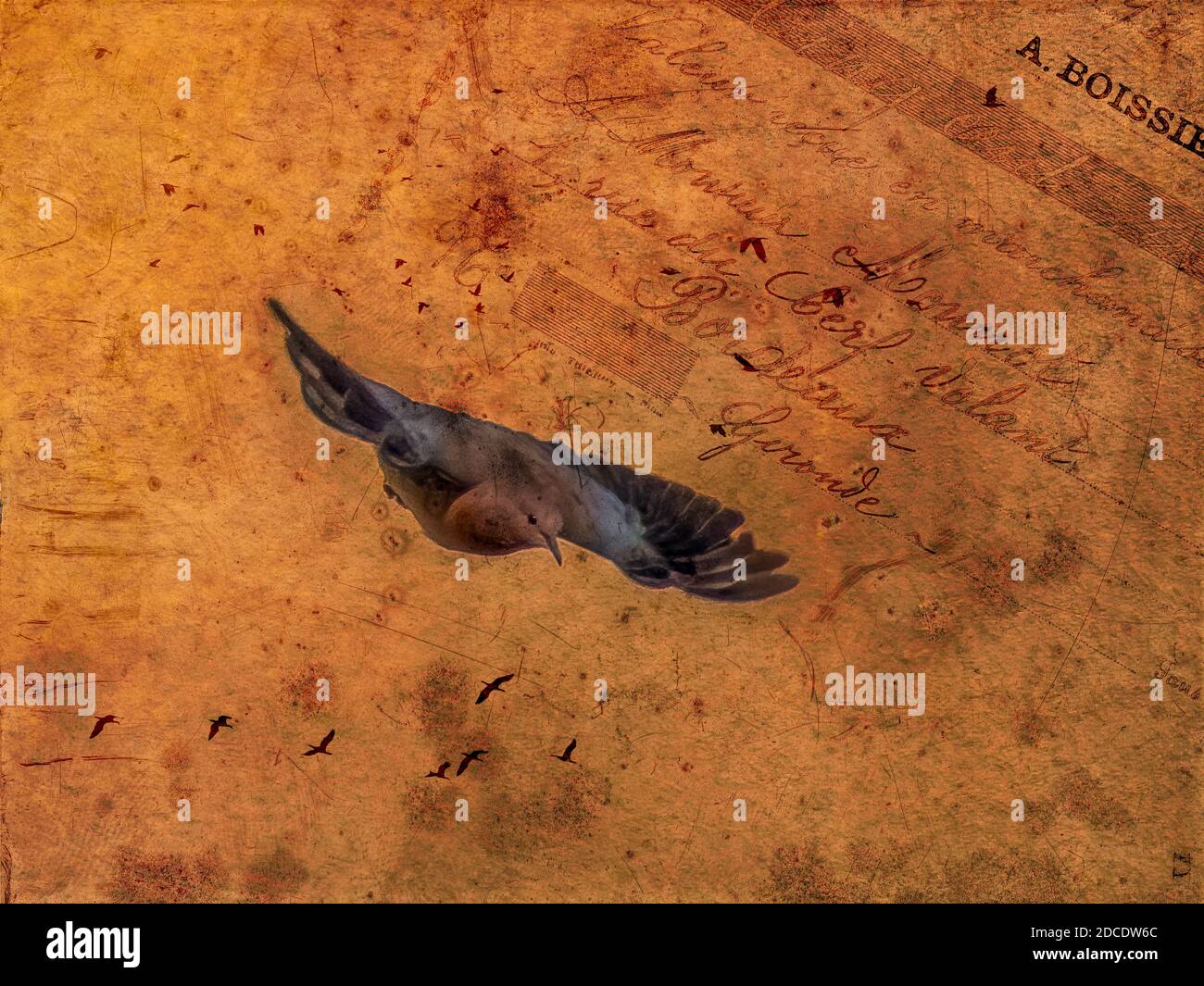 Illustration eines Vogels im Flug. Stockfoto