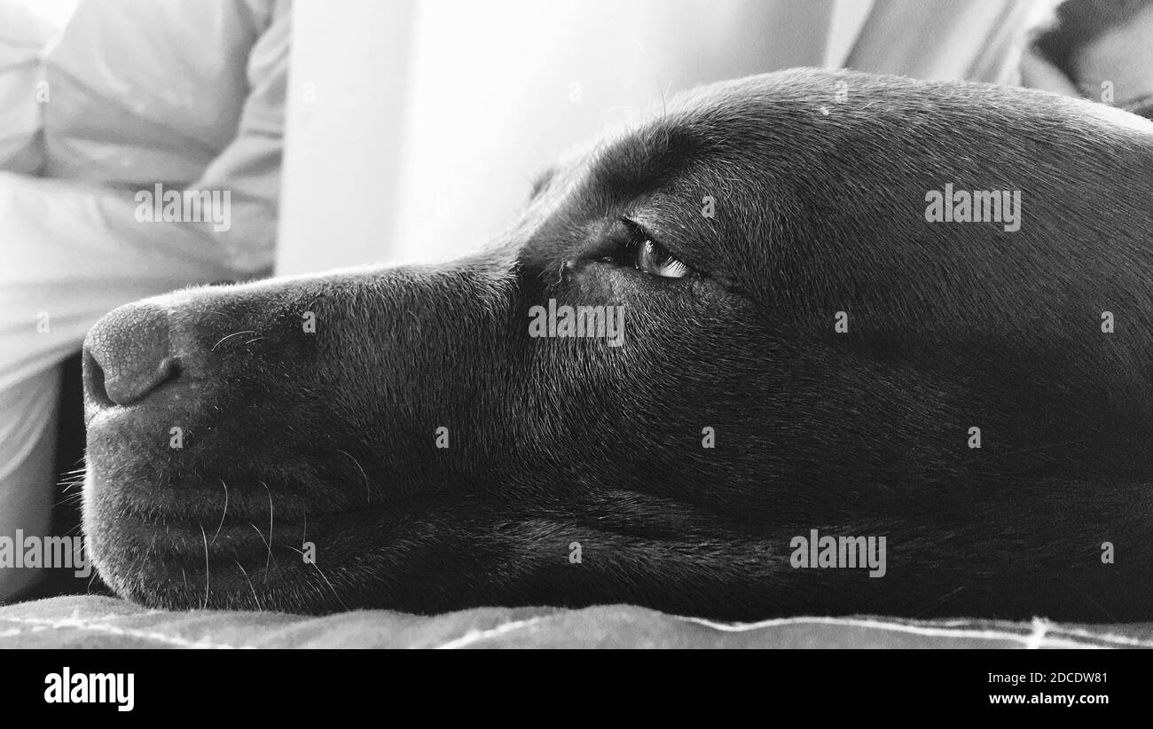 Schwarz und weiß liebenswert Hund Porträt, innen Hintergrund, Welpe Stockfoto