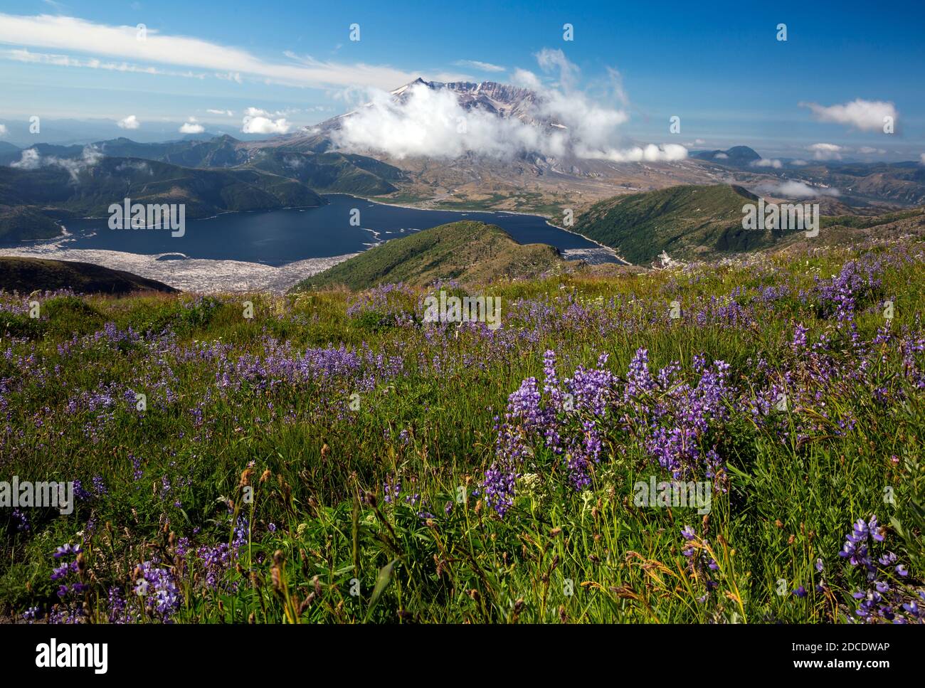 WA18346-00...WASHINGTON - Lupine blüht auf der Wiese entlang des Boundary Trail mit Blick auf Mount St.Helens und Spirit Lake 40 Jahre nach der Eruption. Stockfoto