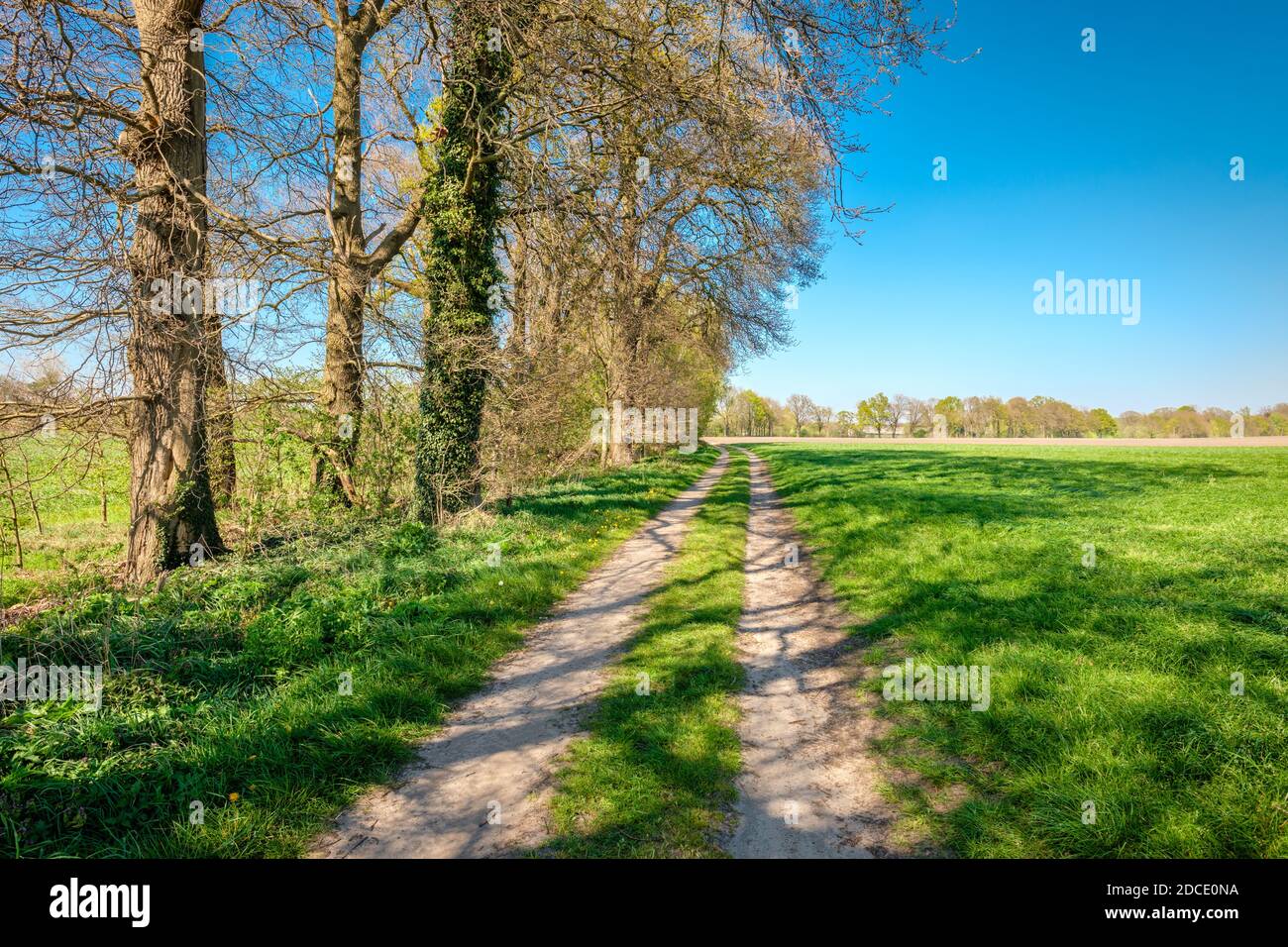 Wanderweg in einer schönen holländischen Farmlandschaft, die entlang grünen Feldern und kleinen Wäldern führt. Es liegt in der Nähe des kleinen Dorfes namens Vasse Stockfoto
