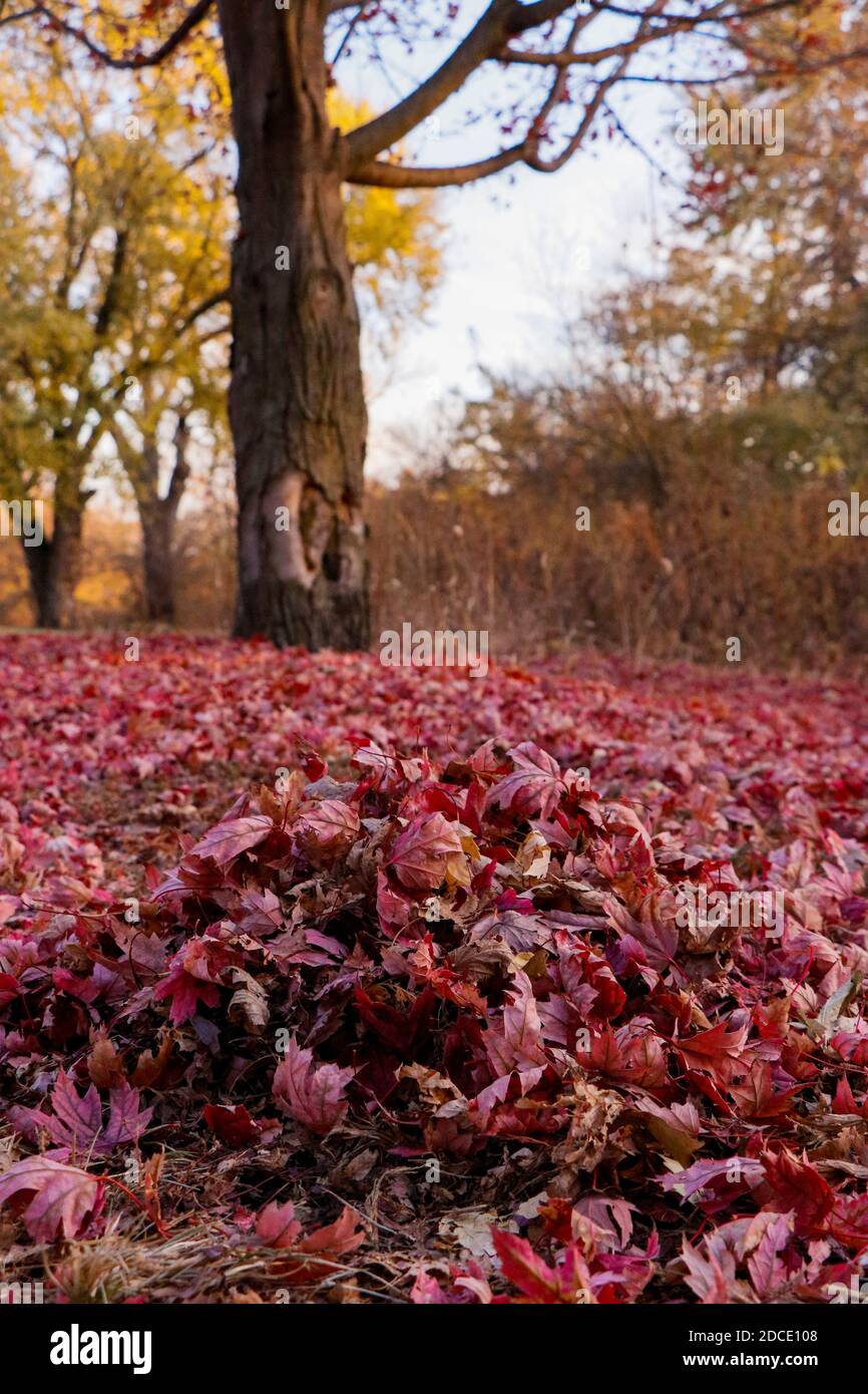 Haufen von hübschen, roten, herniederfallenden Blättern. Stockfoto