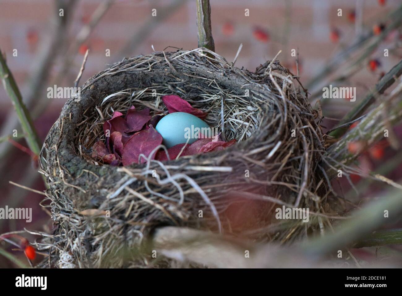Kleiner Vogel nistet versteckt in einem Busch. Stockfoto