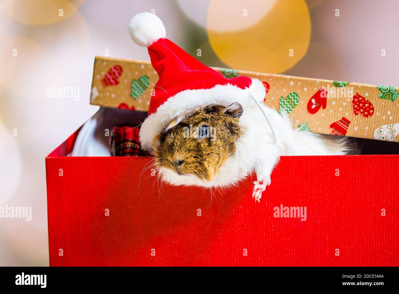 Guineaschwein mit rotem Weihnachtsmann Hut in der stecken weihnachtsbox als Geschenk Stockfoto