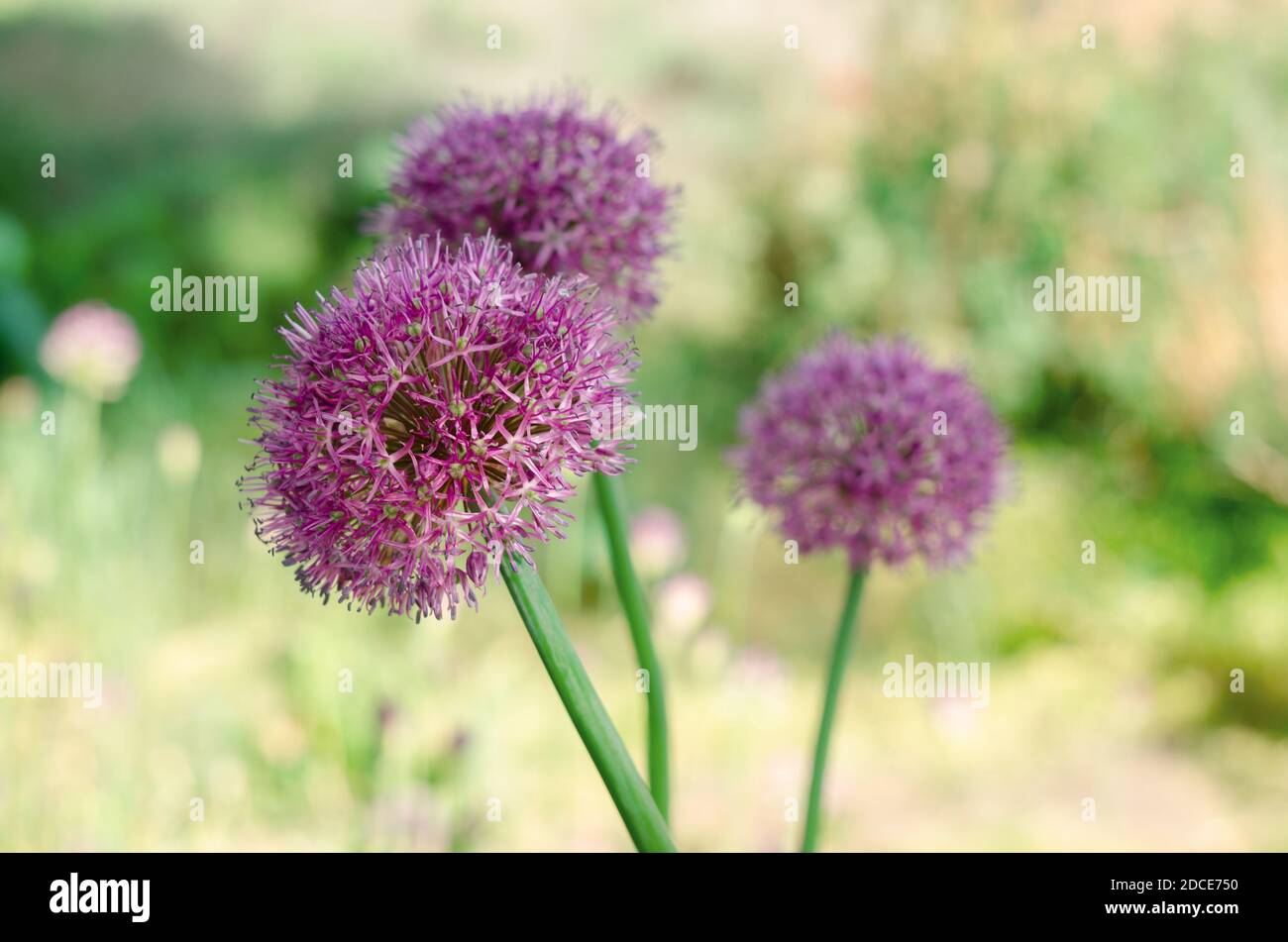 Lila Allium lucy Ball Blumen Feld. Frühling Garten Design mit mehrjährigen  violetten Pflanzen Stockfotografie - Alamy