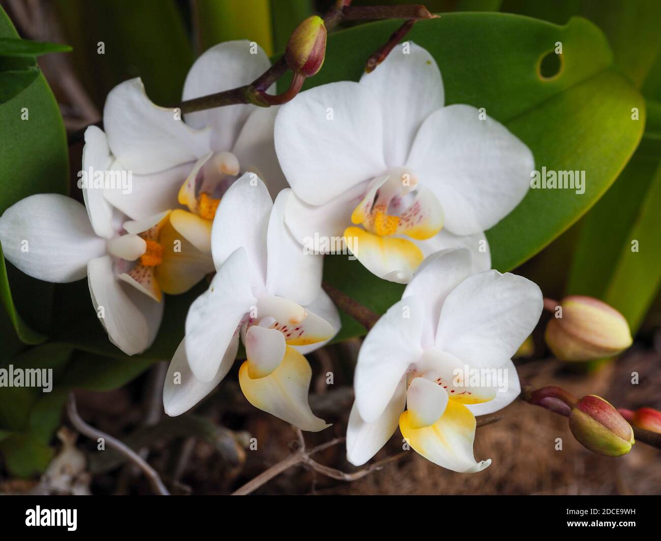 Orchideenblumen, hbsche weie Phalaenopsis oder Mottenorchideen mit gelben  Akzenten, lila Punkten in der Mitte, ffnung im Garten, groe grne Bltter  Stockfotografie - Alamy