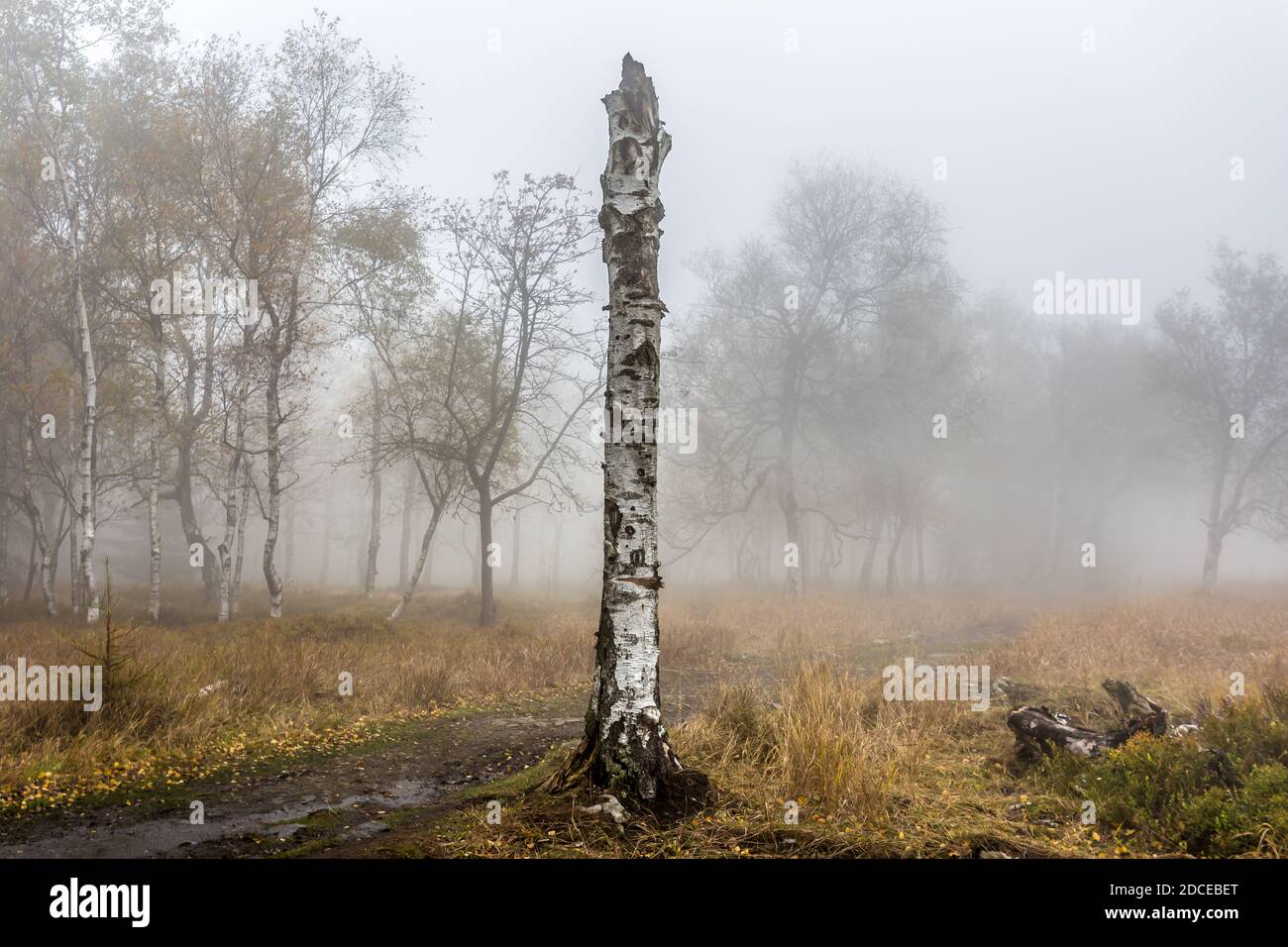 Herbst nebliger Morgen im Laubwald. Die niedrige Sonne scheint durch die Bäume und Nebel und malt die Blätter und das hohe Gras. Berglandschaft Stockfoto