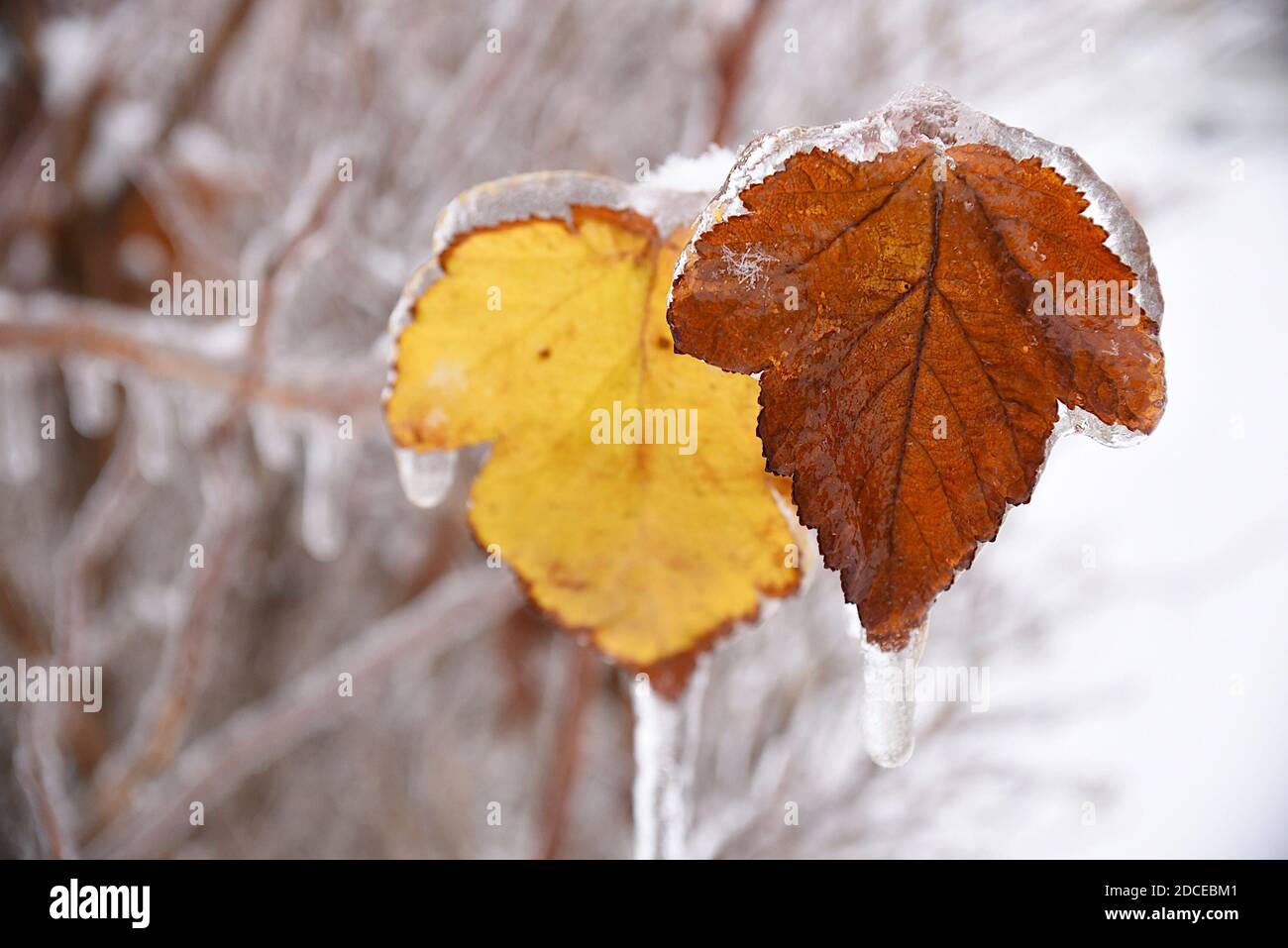 Zwei Herbstblätter hängen an einem Zweig, bedeckt mit Eis und Eiszapfen an einem Wintertag in Russland Stockfoto