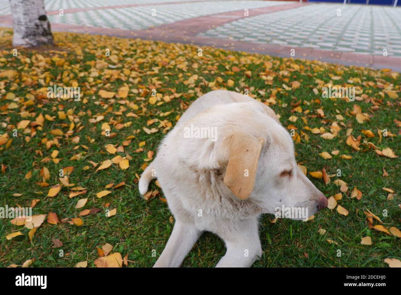 Weißer Hund mit gelben Blättern im Park im Herbst Stockfoto
