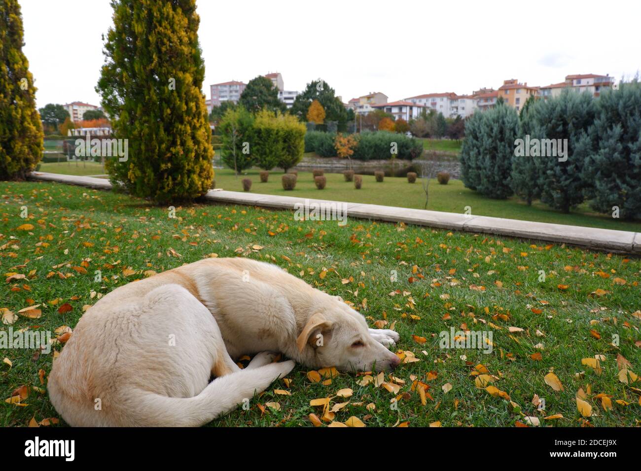 Weißer Hund mit gelben Blättern im Park im Herbst Stockfoto