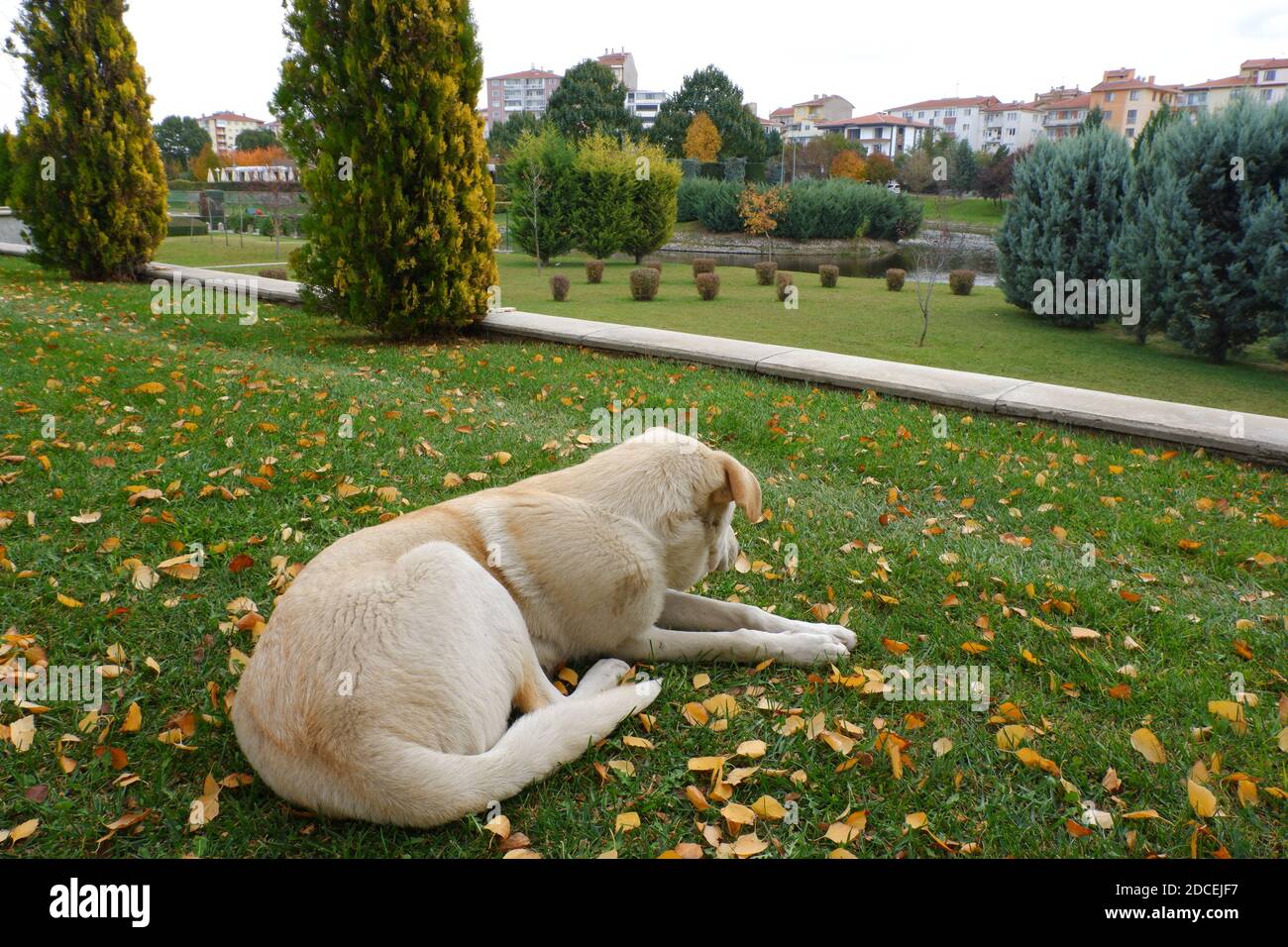 Weißer Hund mit gelben Blättern im Park im Herbst Stockfoto