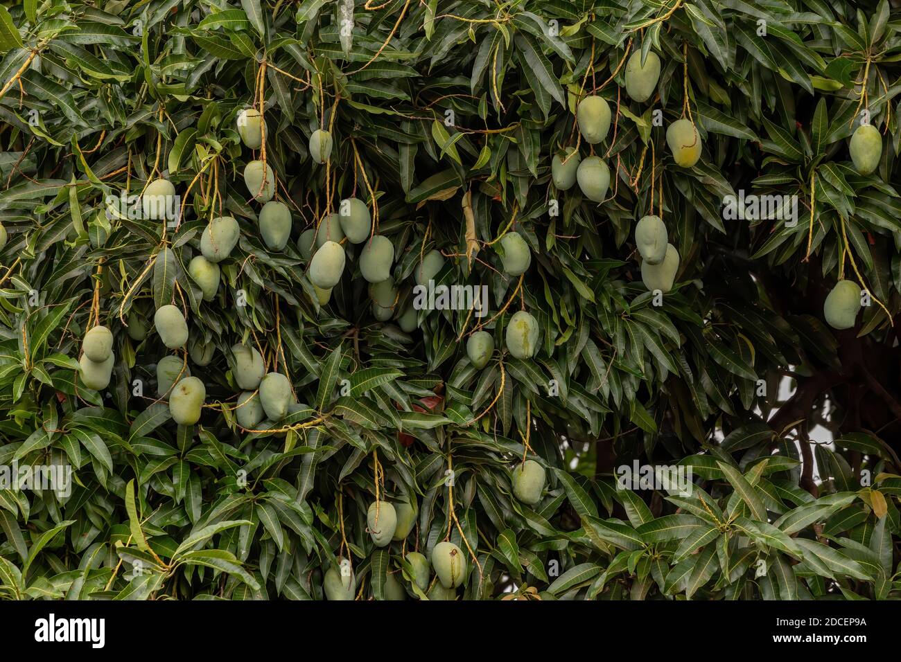 Mangobaum der Art Mangifera indica mit Früchten Stockfoto