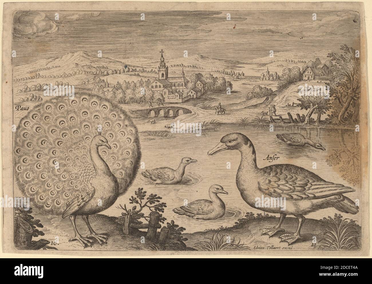 Adriaen Collaert, (Künstler), Flämisch, c. 1560 - 1618, Vögel, Avium Vivae Icones, Vögel, Avium Vivae Icones: pl. 10, (Serie), Gravur Stockfoto